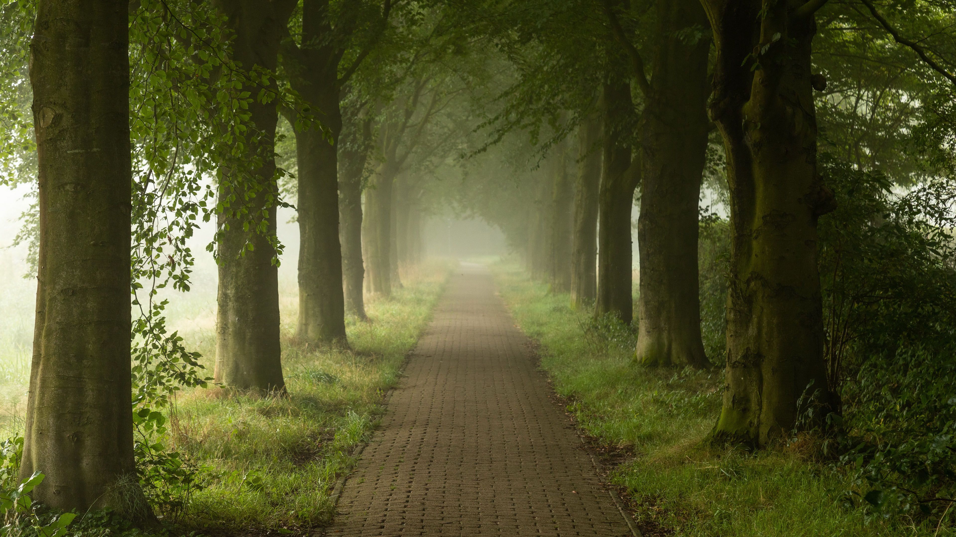 3840x2160 Walking Path Between Green Trees Grass With Fog Garden Background 4K HD Nature Wallpaper