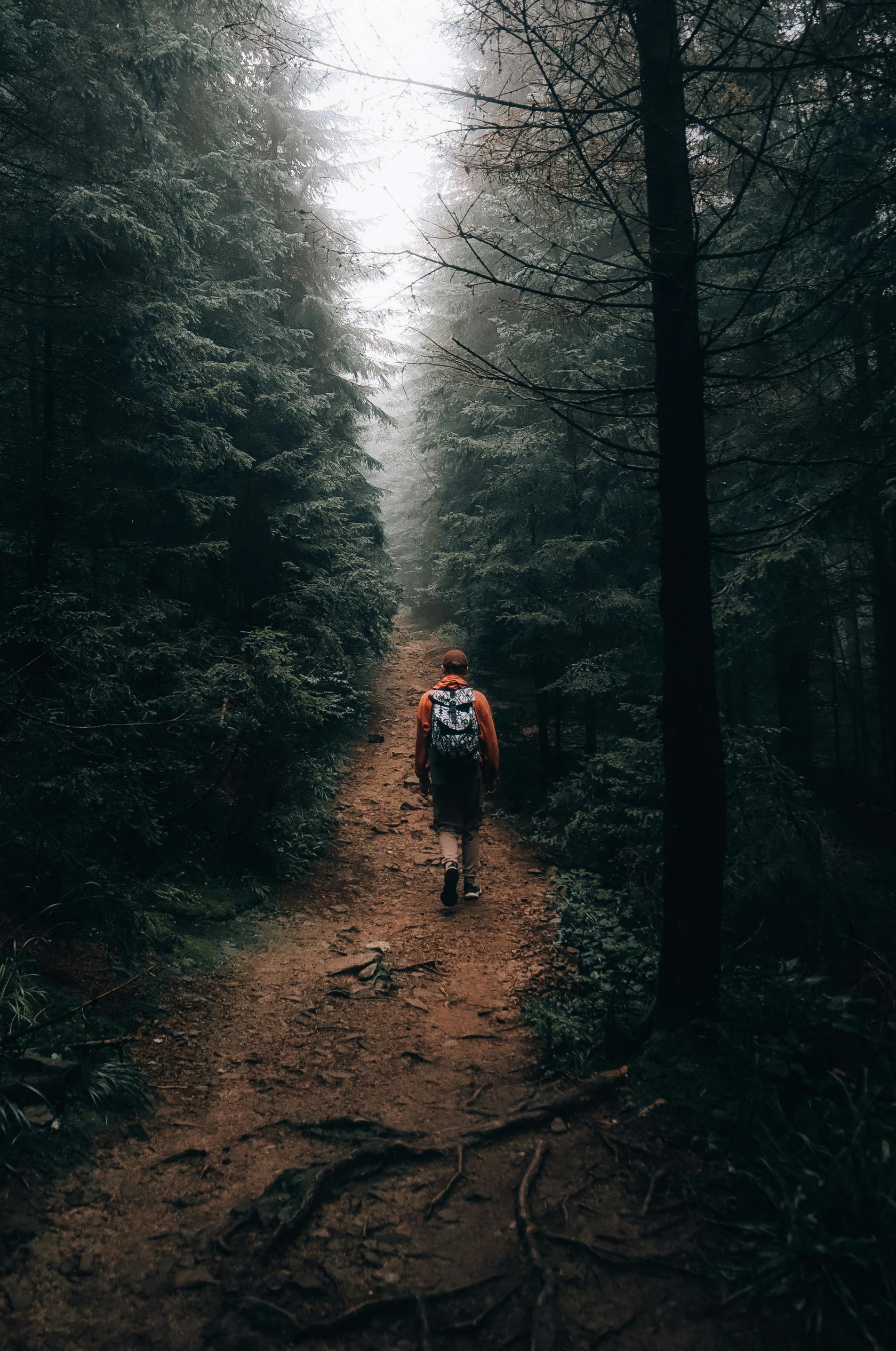 1680x2532 Back View of a Person Walking in the Forest · Free