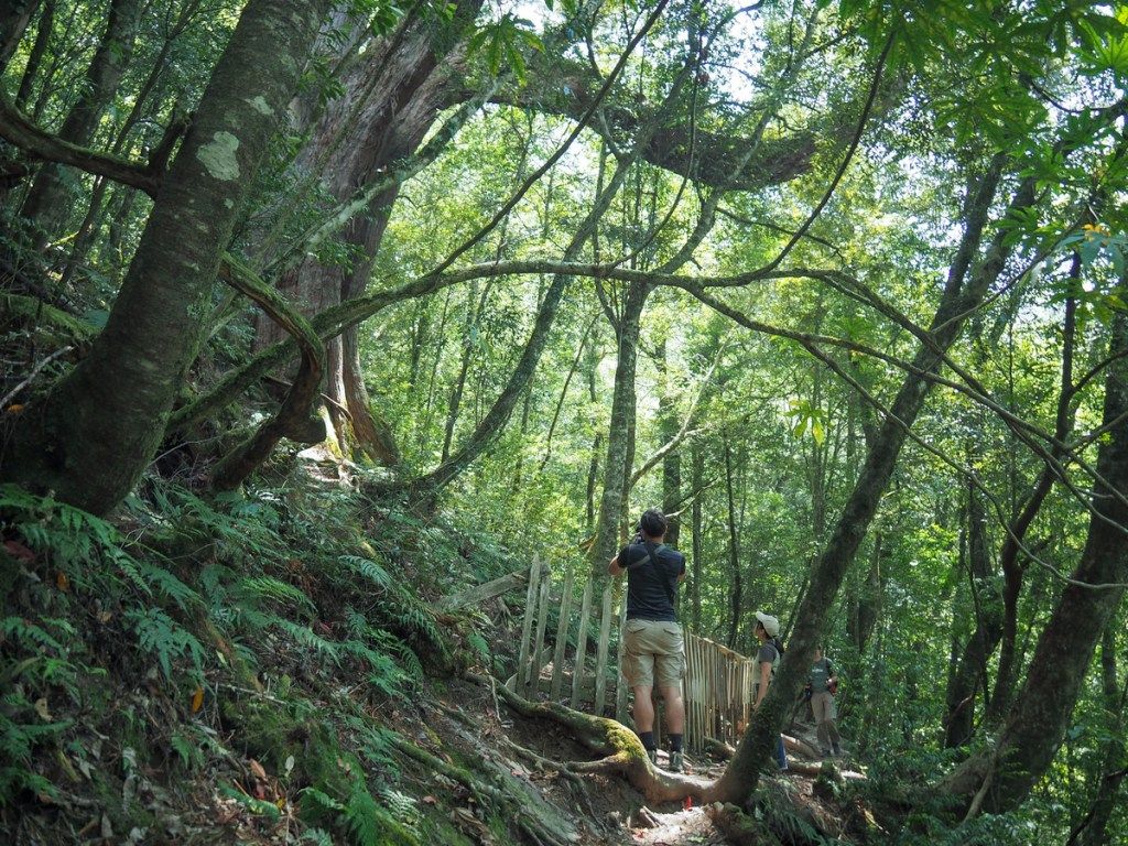 1024x768 CINSBU GIANT TREE GROVE (鎮西堡巨木B區). Taiwan Trails and Tales