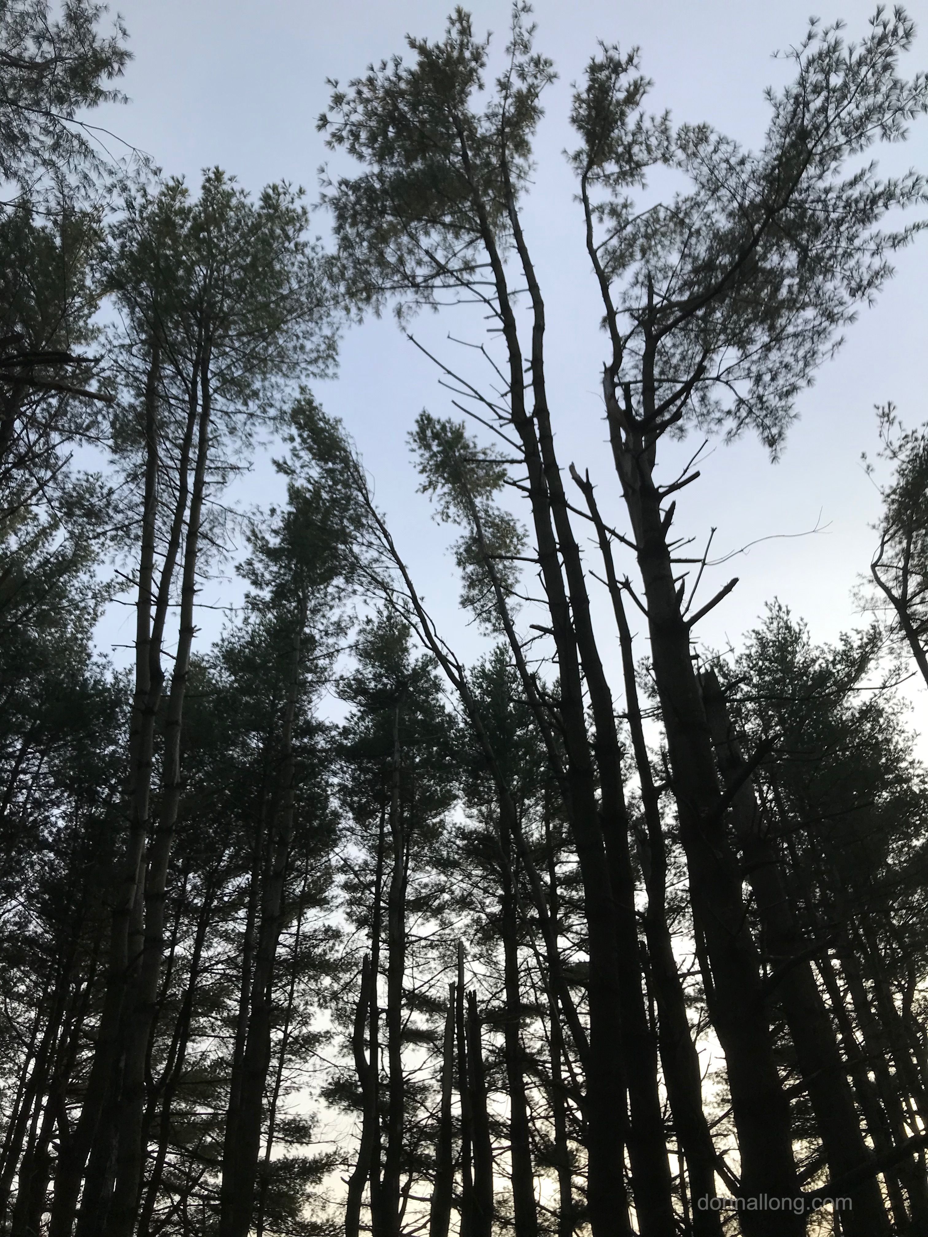 3024x4032 Winter Walk Among the Pines
