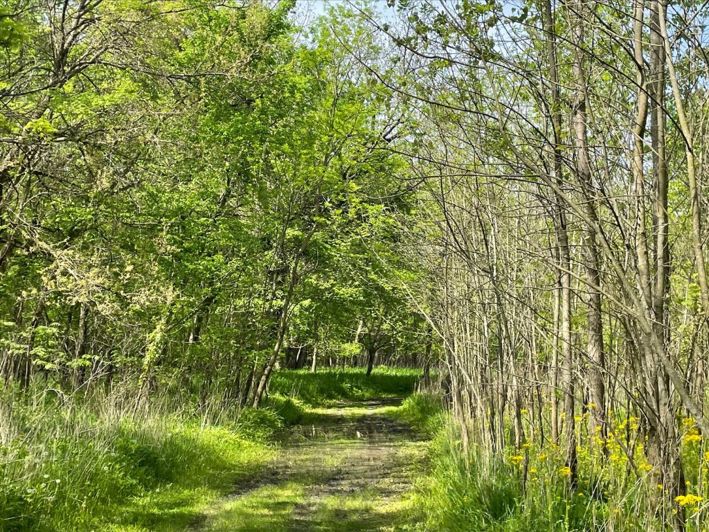 1024x768 Walk the River Bend Forest Preserve Politely