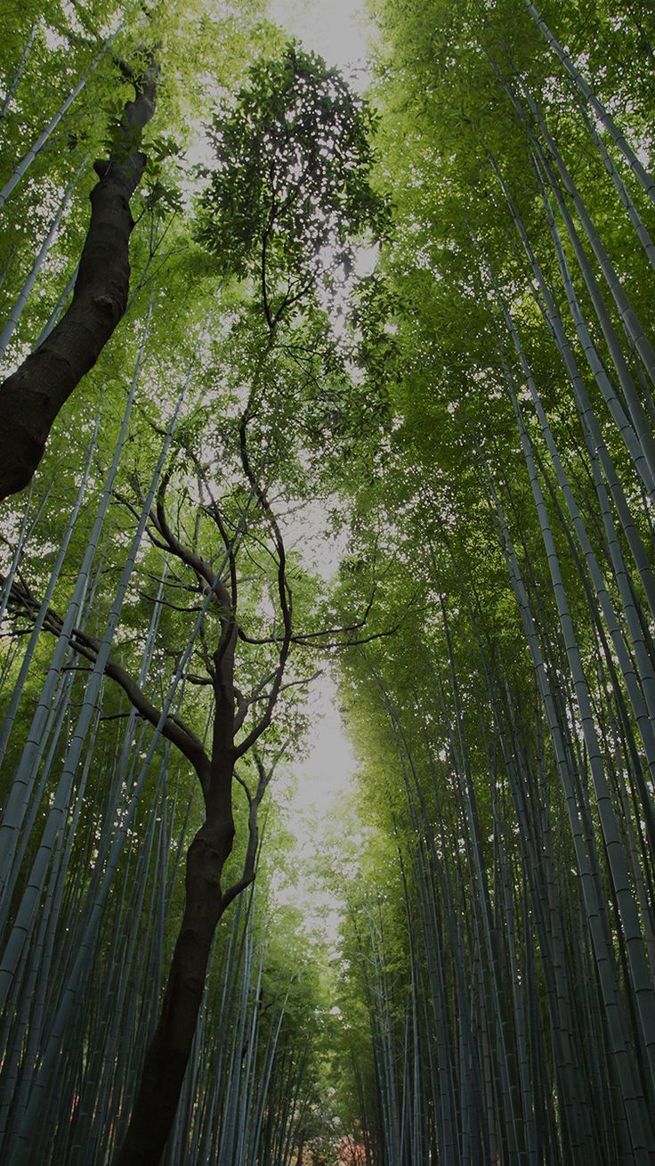 736x1309 Nature Walk Wallpaper