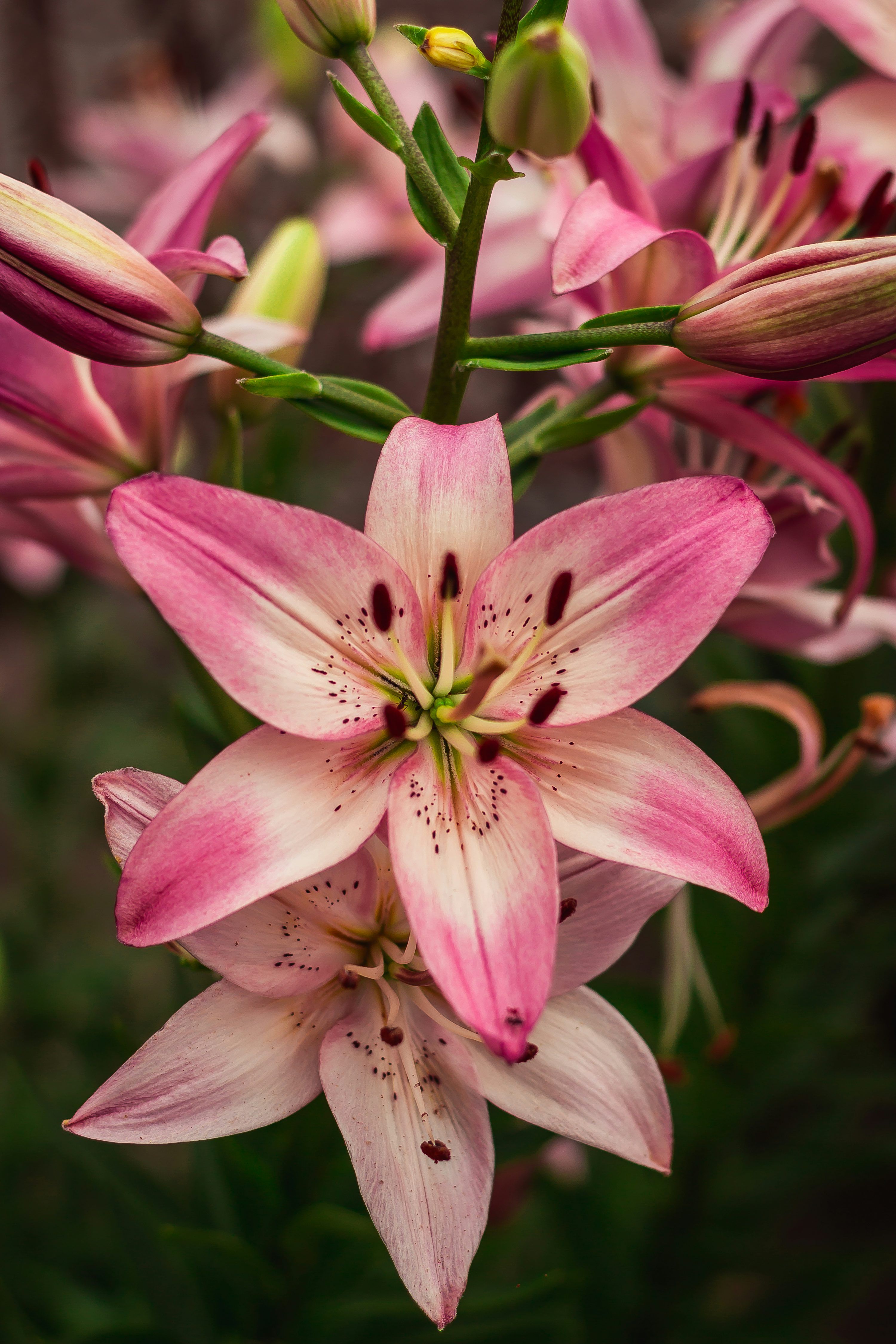 3000x4500 Lily Picture. Download Free Image