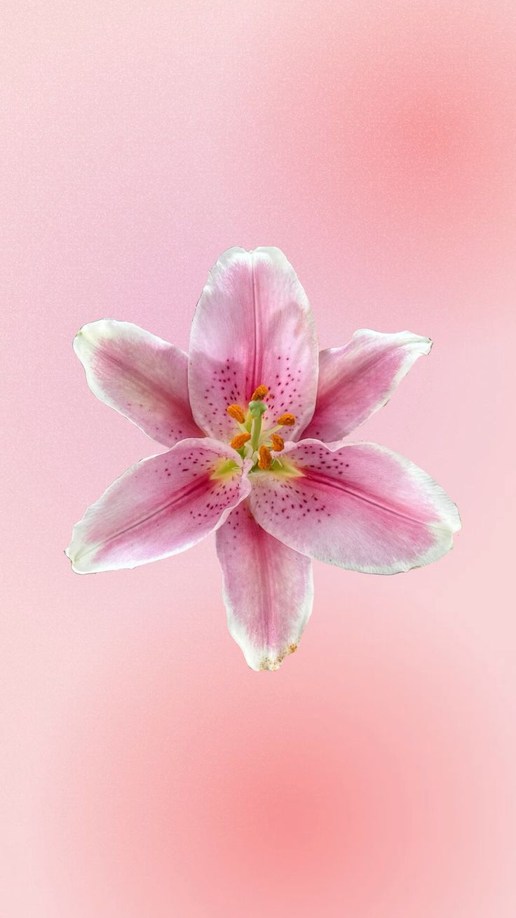 736x1308 Pink Lilly Wallpaper