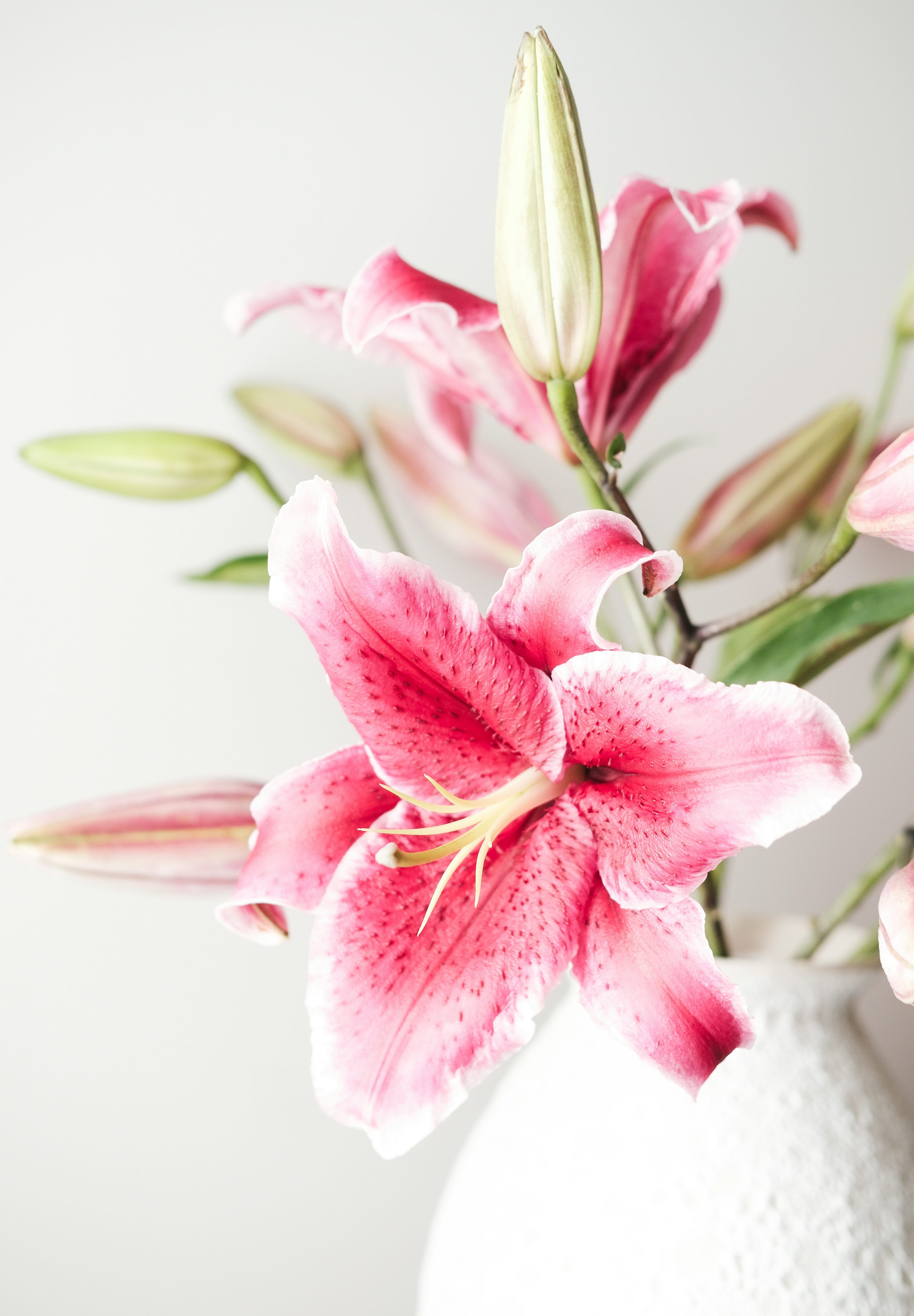 3000x4321 Pink Lily Picture. Download Free Image