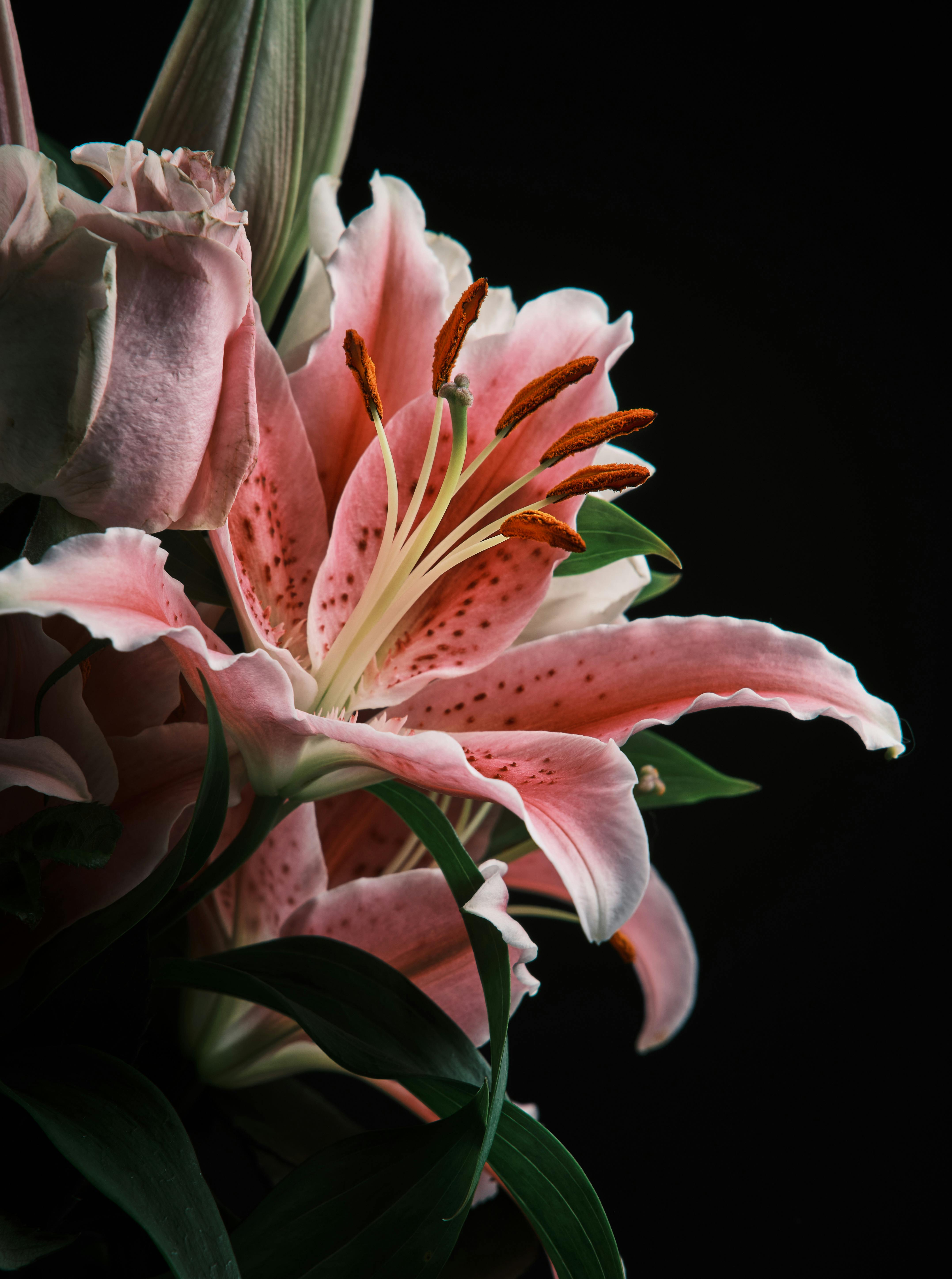 4310x5787 Close Up Of Vibrant Pink Lily Bloom · Free