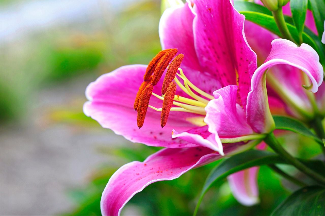 1280x853 Lily Pink Flower