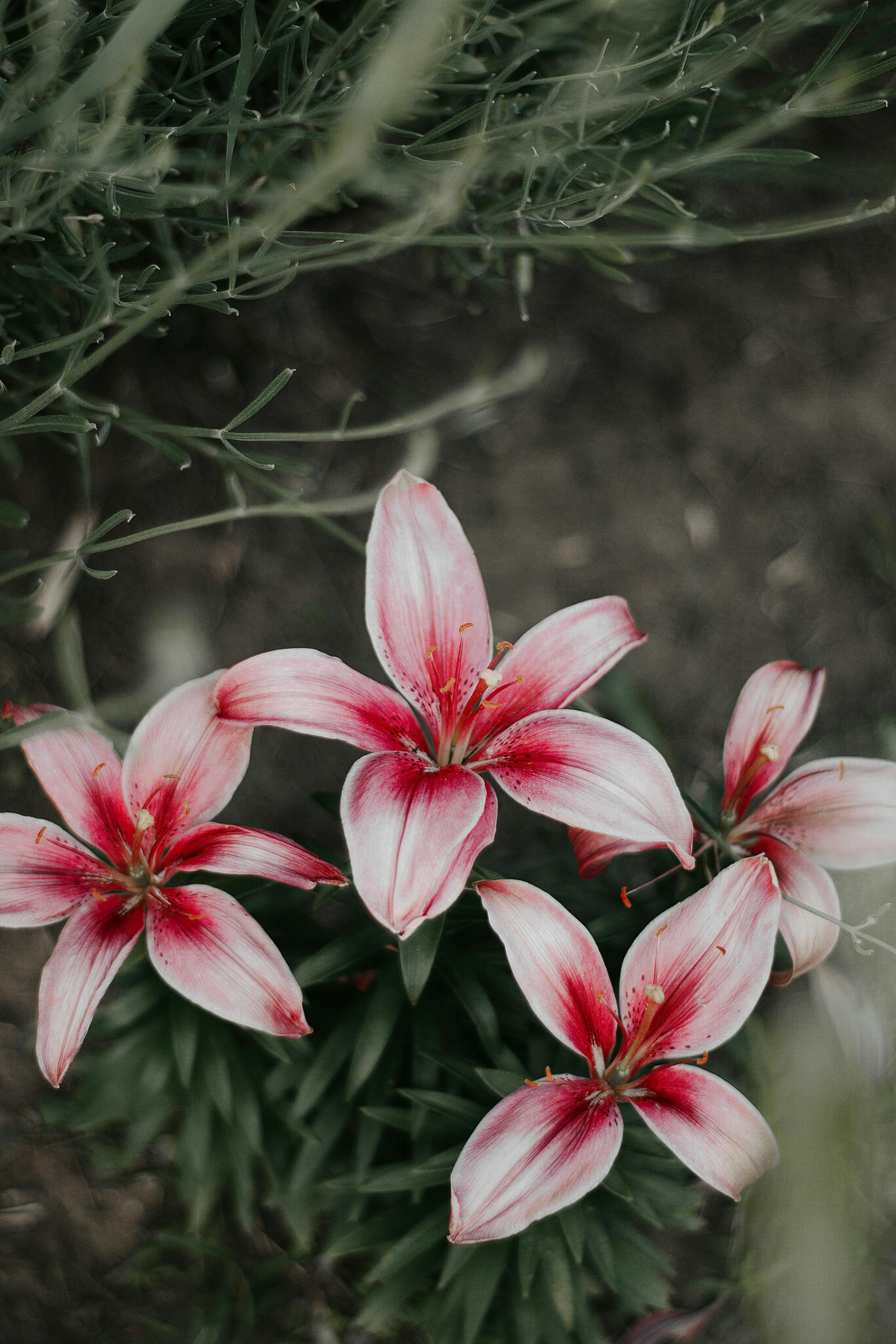 3072x4608 Vibrant Pink Lilies in a Garden Setting · Free