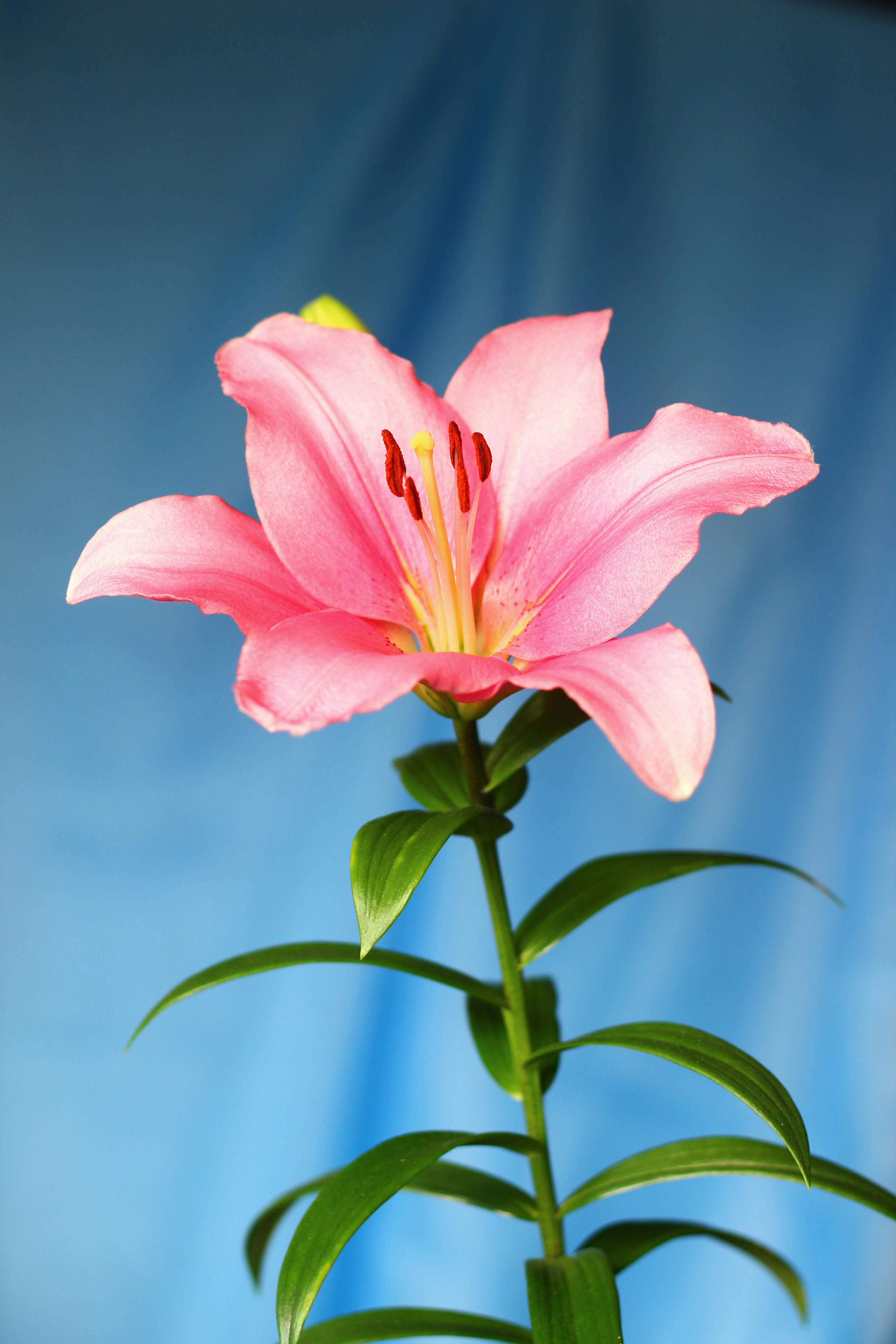 3456x5184 Beautiful Pink Lily Flower · Free