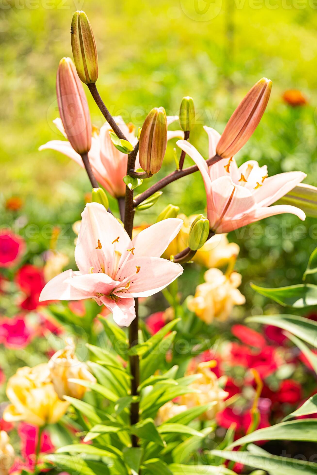 1307x1960 Close up of delicate pink lily flower with buds in a vibrant garden
