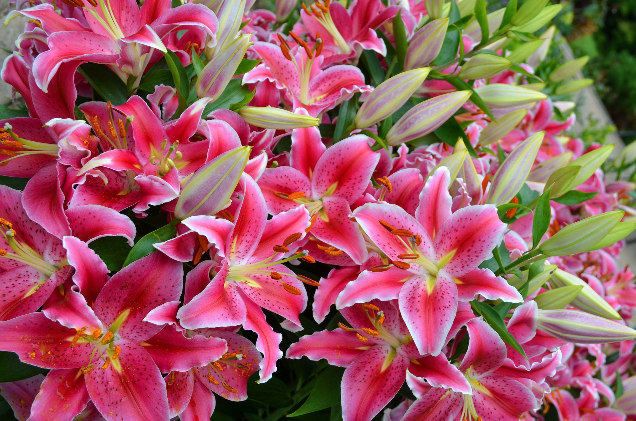 2048x1356 Stunning Pink Lily Blossoms HD Wallpaper