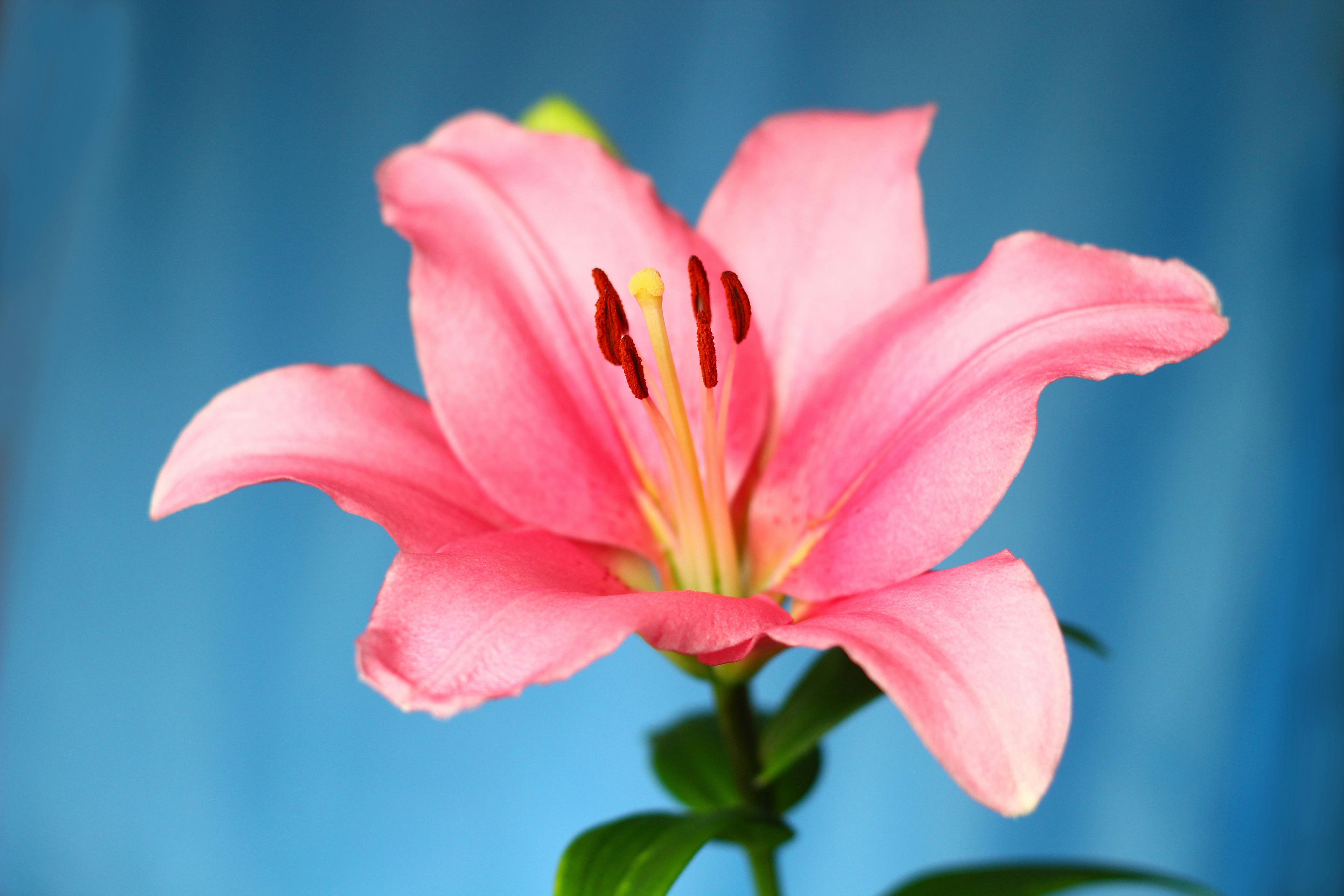 5184x3456 Beautiful Pink Lily Flower · Free