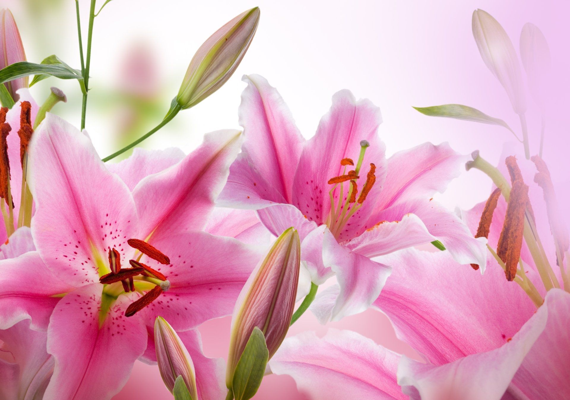 1920x1347 4K Ultra HD Pink Lily Bloom