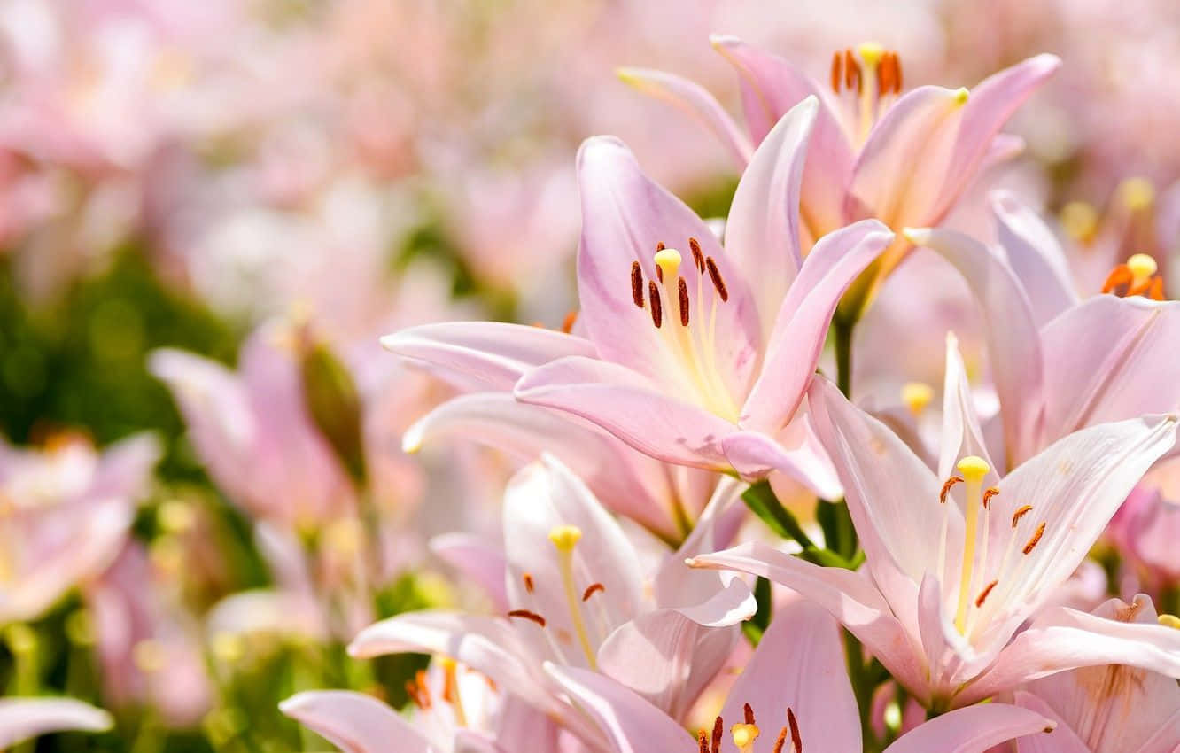 1332x850 Download Baby Pink Eastern Lily Flowers Wallpaper