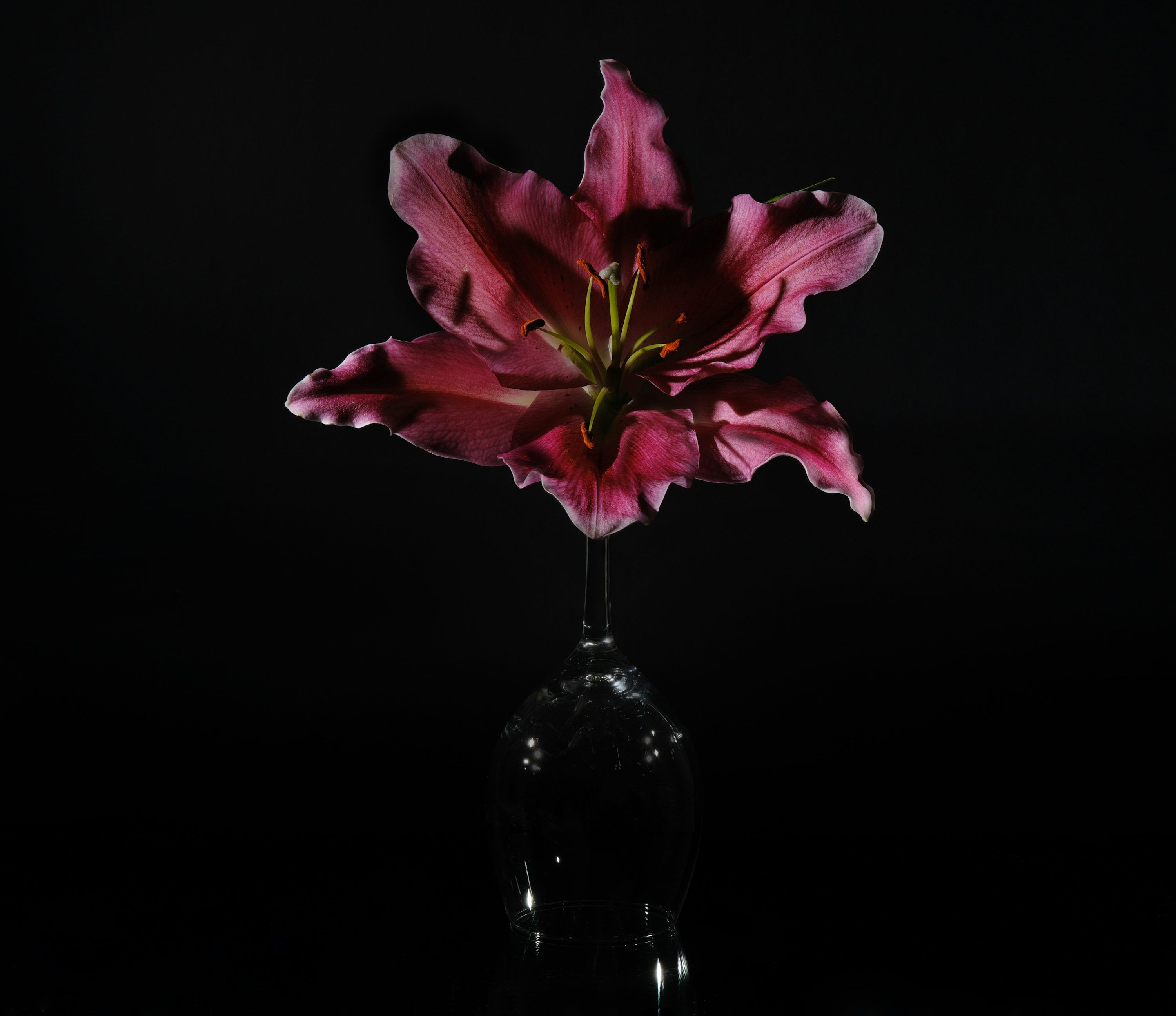 3000x2591 A single pink lily in a glass against black background photo