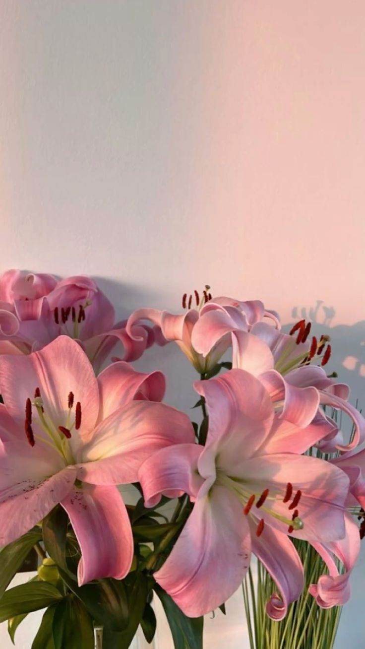 736x1308 Antique Pink Hybrid Lily