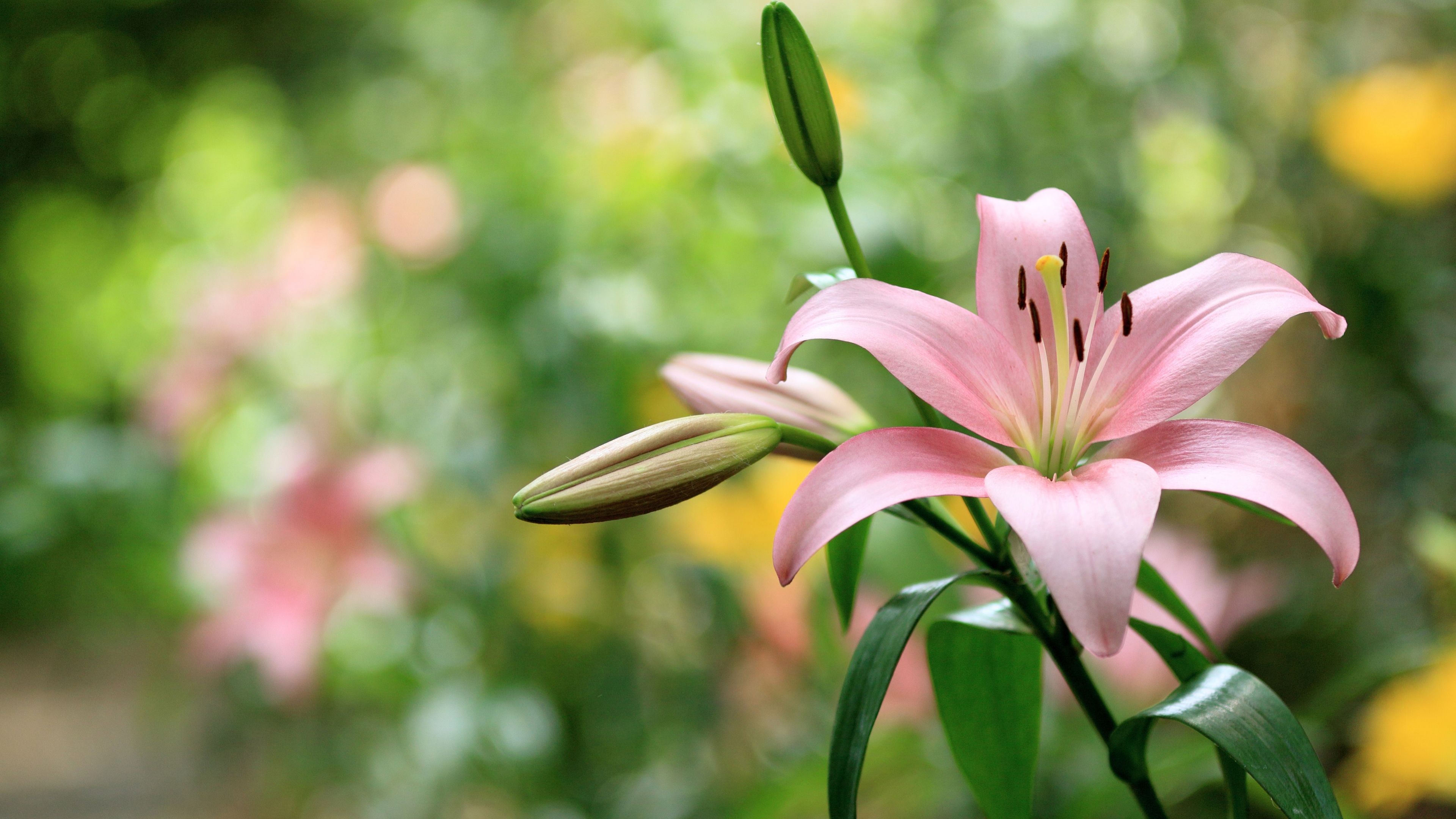 3840x2160 Pink Lily Flower Petals Buds Green Leaves In Colorful Blur Bokeh Background 4K HD Flowers Wallpaper