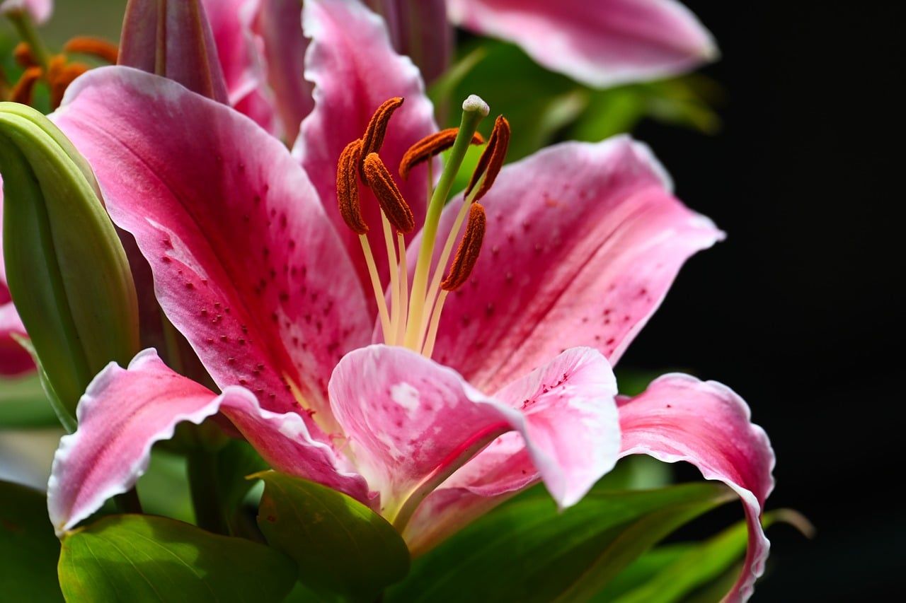 1280x853 Flower Lily Pink