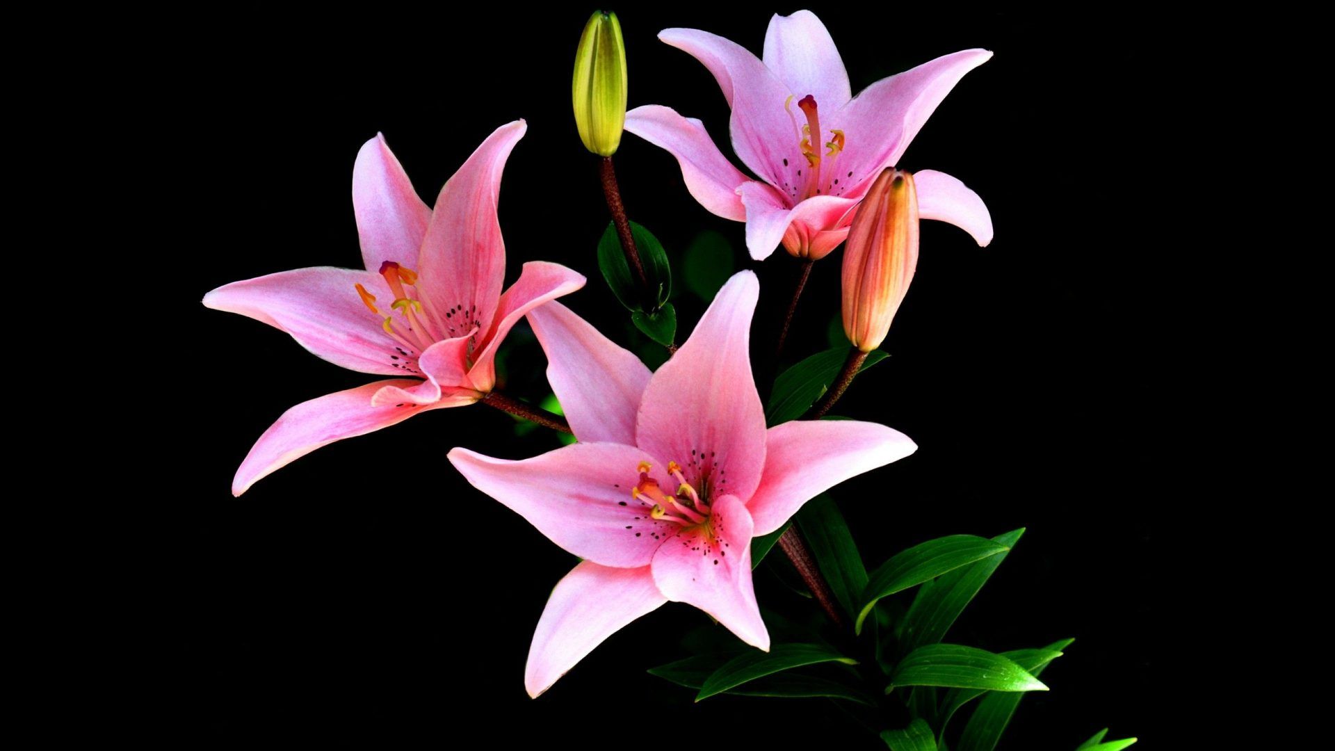 1920x1080 Pink Lily Close Up: Stunning HD Nature Wallpaperx1080