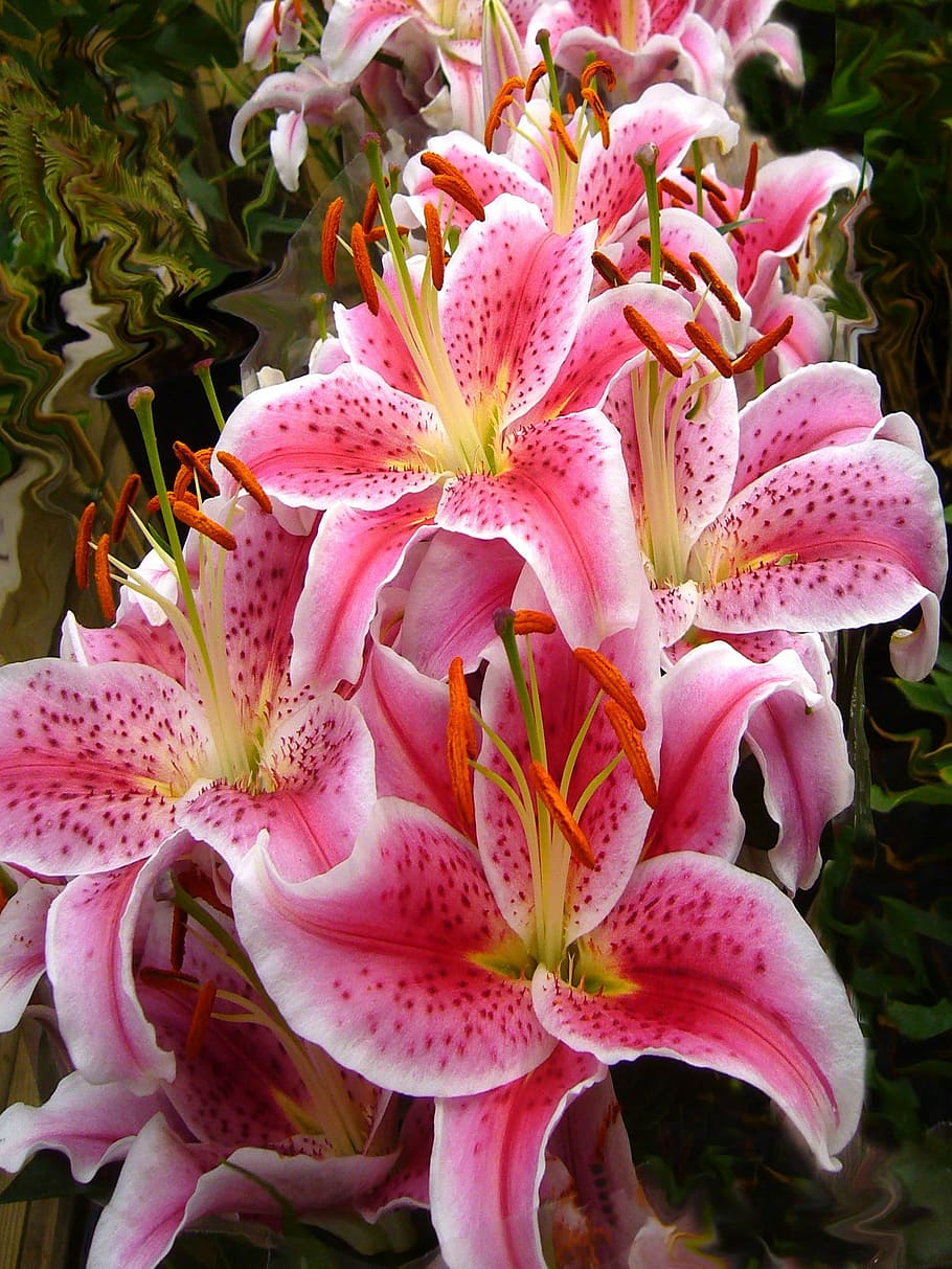 910x1213 oriental, lily flowers, closeup, Pink, Lilies, Lily, Flowers, Stargazer, lily, flowers, floral, summer