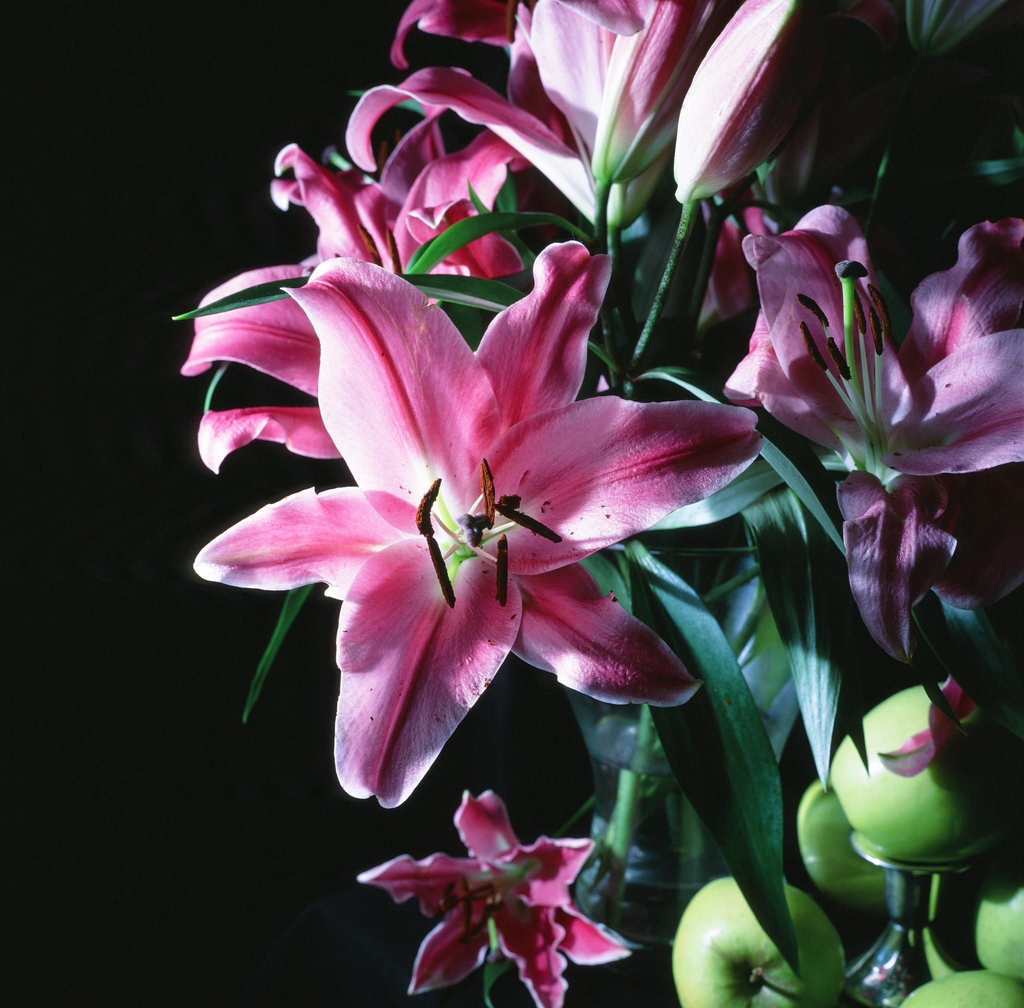 2048x2017 Pink lillies photographed on Velvia 50 slide film
