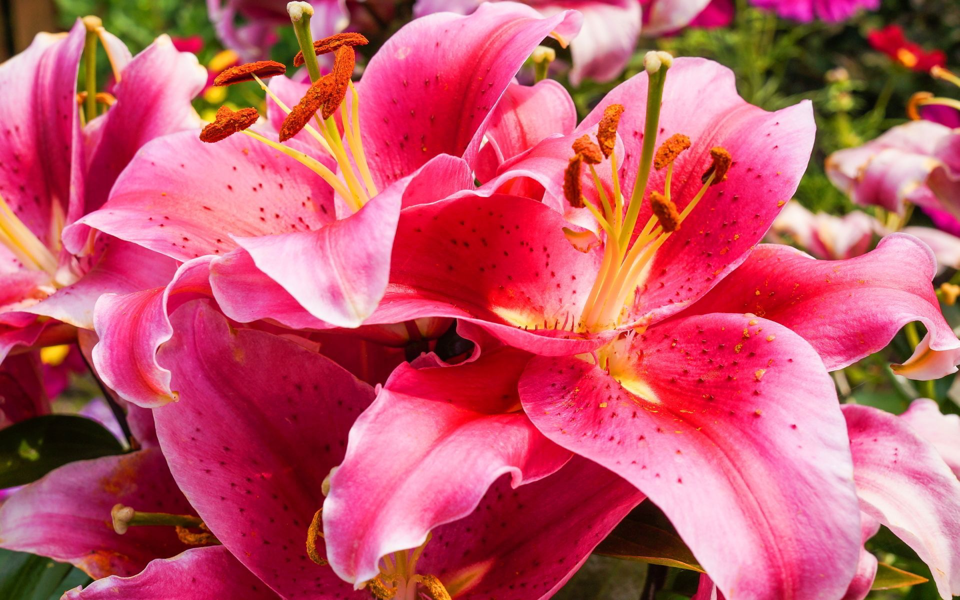 1920x1200 Lily Flower Wallpaper