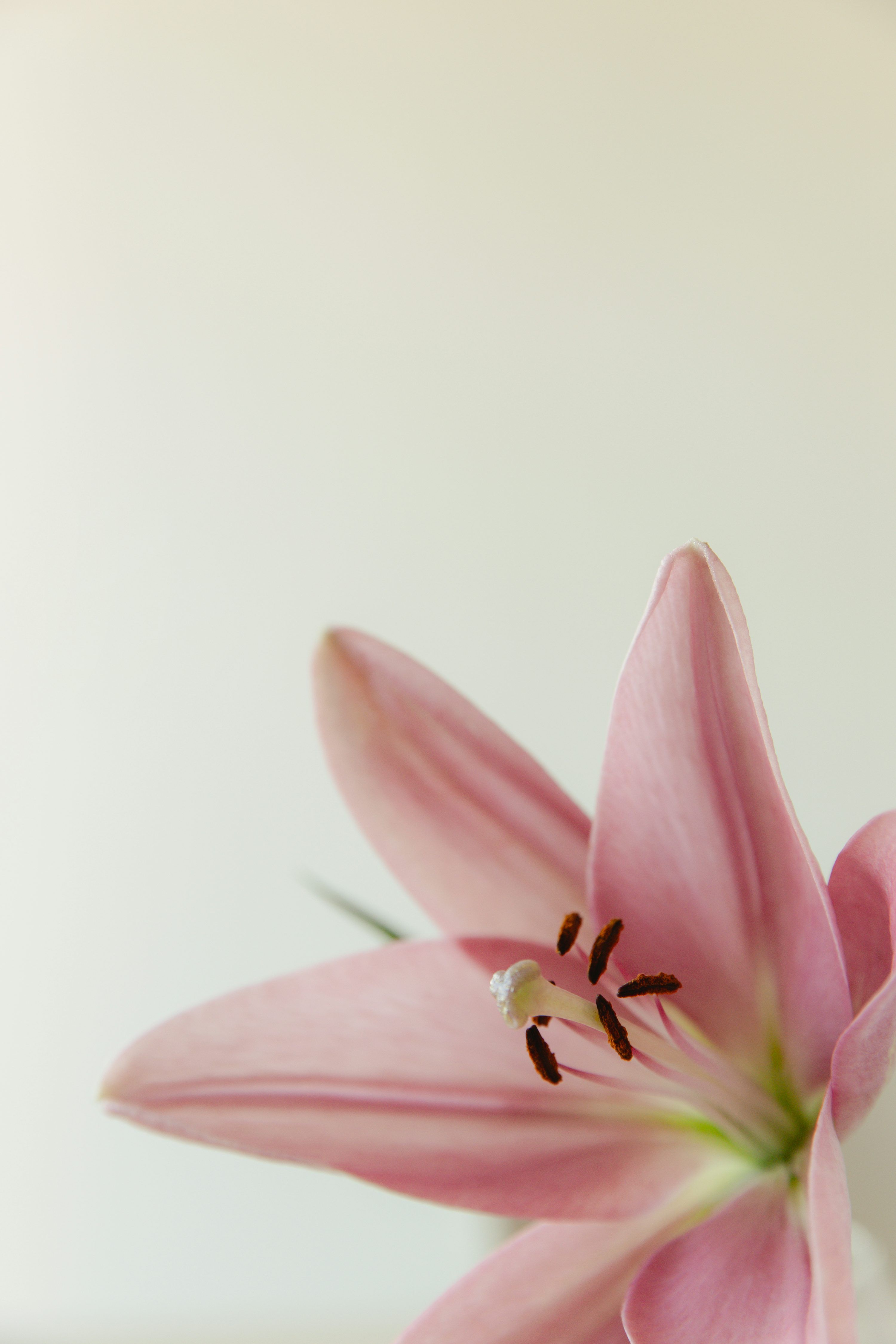 3000x4500 Pink Lily Flower Close Up On A White Background. Photo