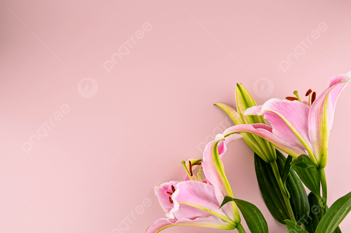 1200x798 Pink Lily Petals Plant Photography Illustration Flowers, Wallpaper, Pink Lily, Fresh Flowers Background Image And Wallpaper for Free Download