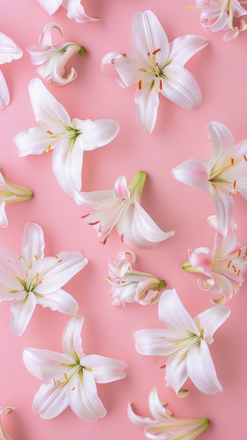 800x1427 Pink Lily Flower Image Wallpaper