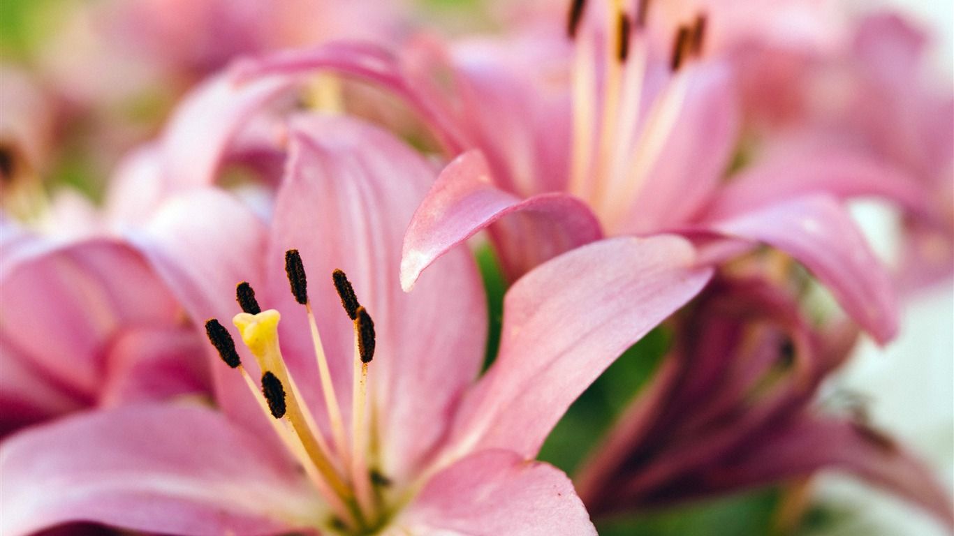 1366x768 Light pink Lilies flowers 2020 High Quality Desktop