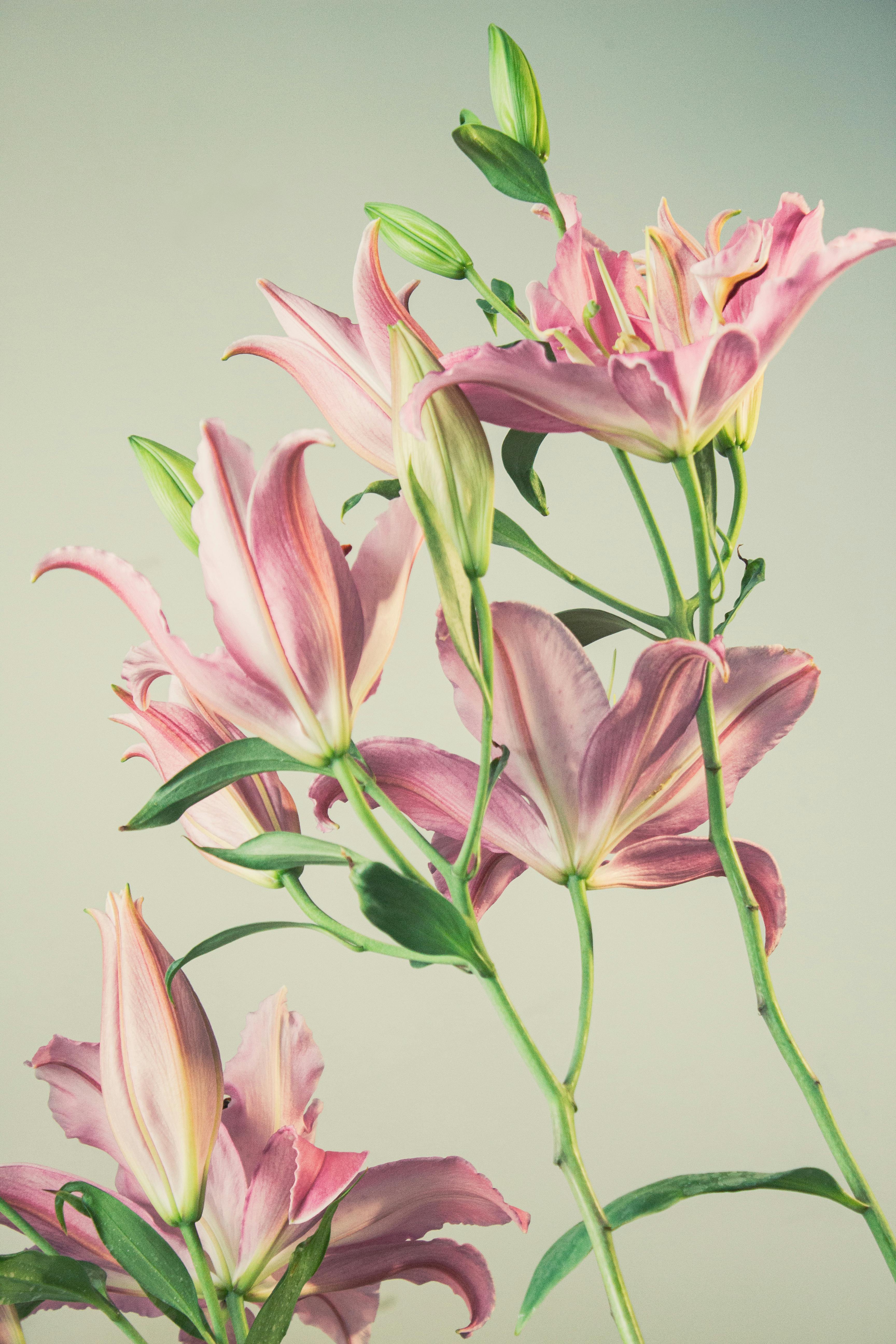3456x5184 Close Up Of A Bunch Of Pink Lilies · Free