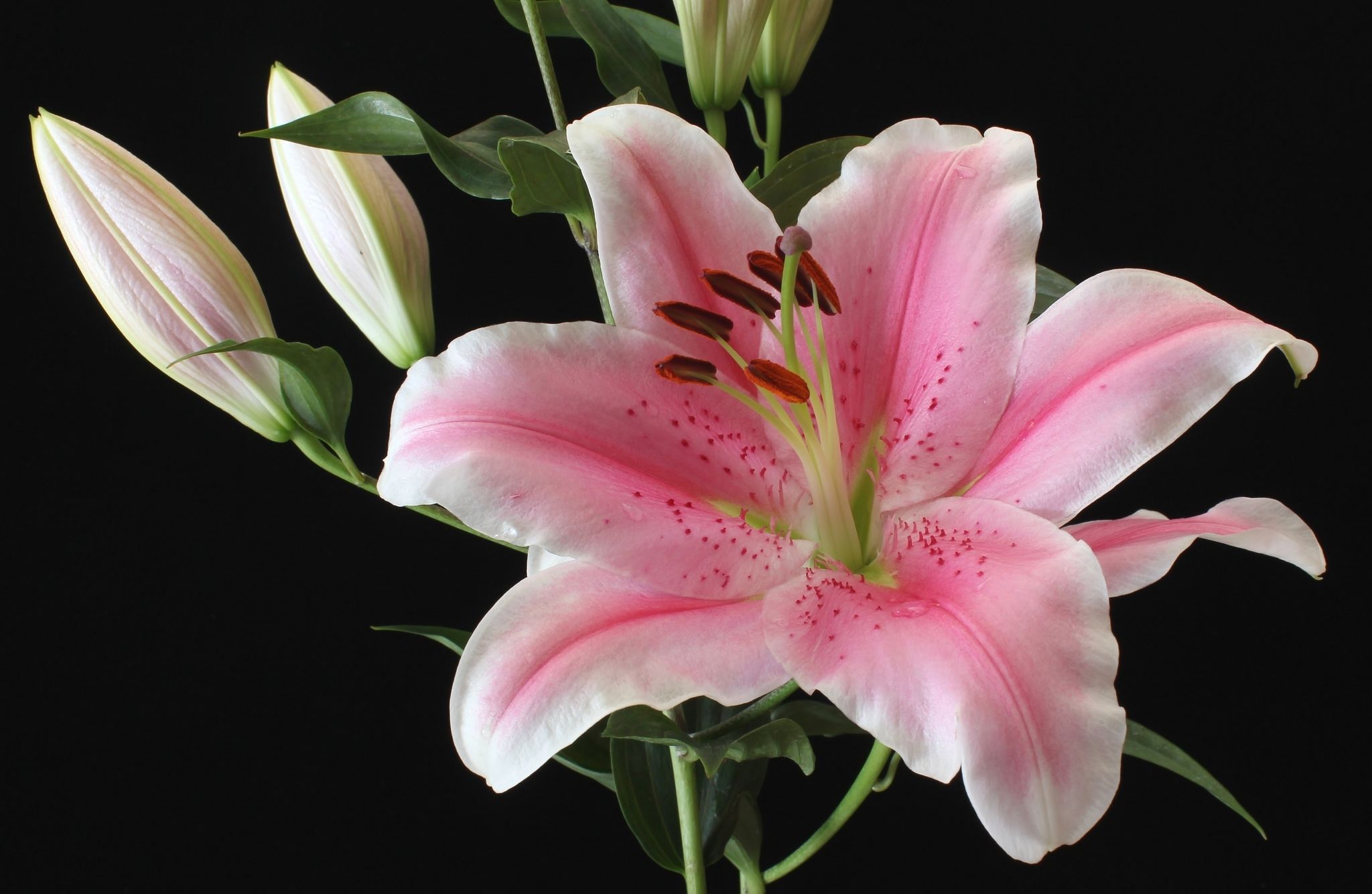 2048x1335 Wallpaper macro, Lily, pink, buds for mobile and desktop, section цветы, resolution 2048x1335