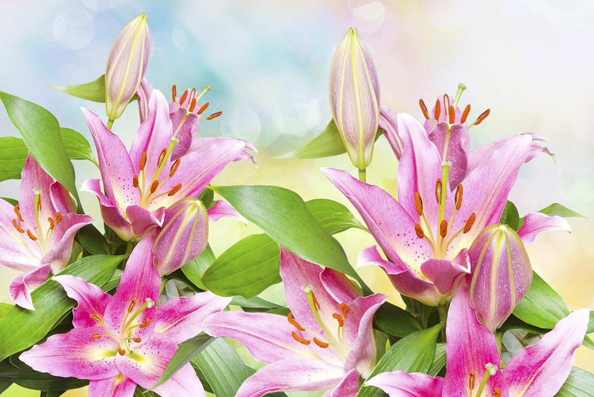 1200x803 Pink Lily Flowers Wallpaper Mural®