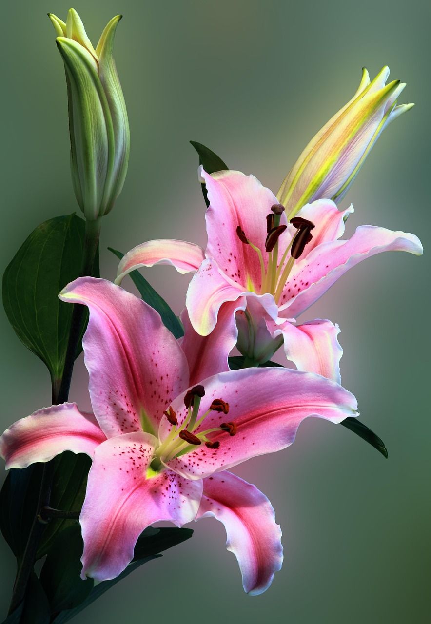 884x1280 Lily Flower Floral