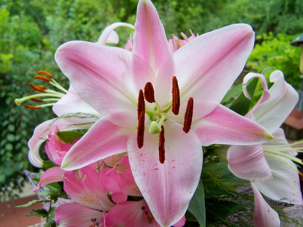 1024x768 A close up of a bunch of pink flowers. Lily pink flower bouquet. Domain Media Search Engine Public Domain Search