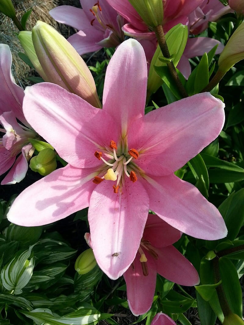 800x1067 Pink Lily, flowers, lily, HD phone wallpaper