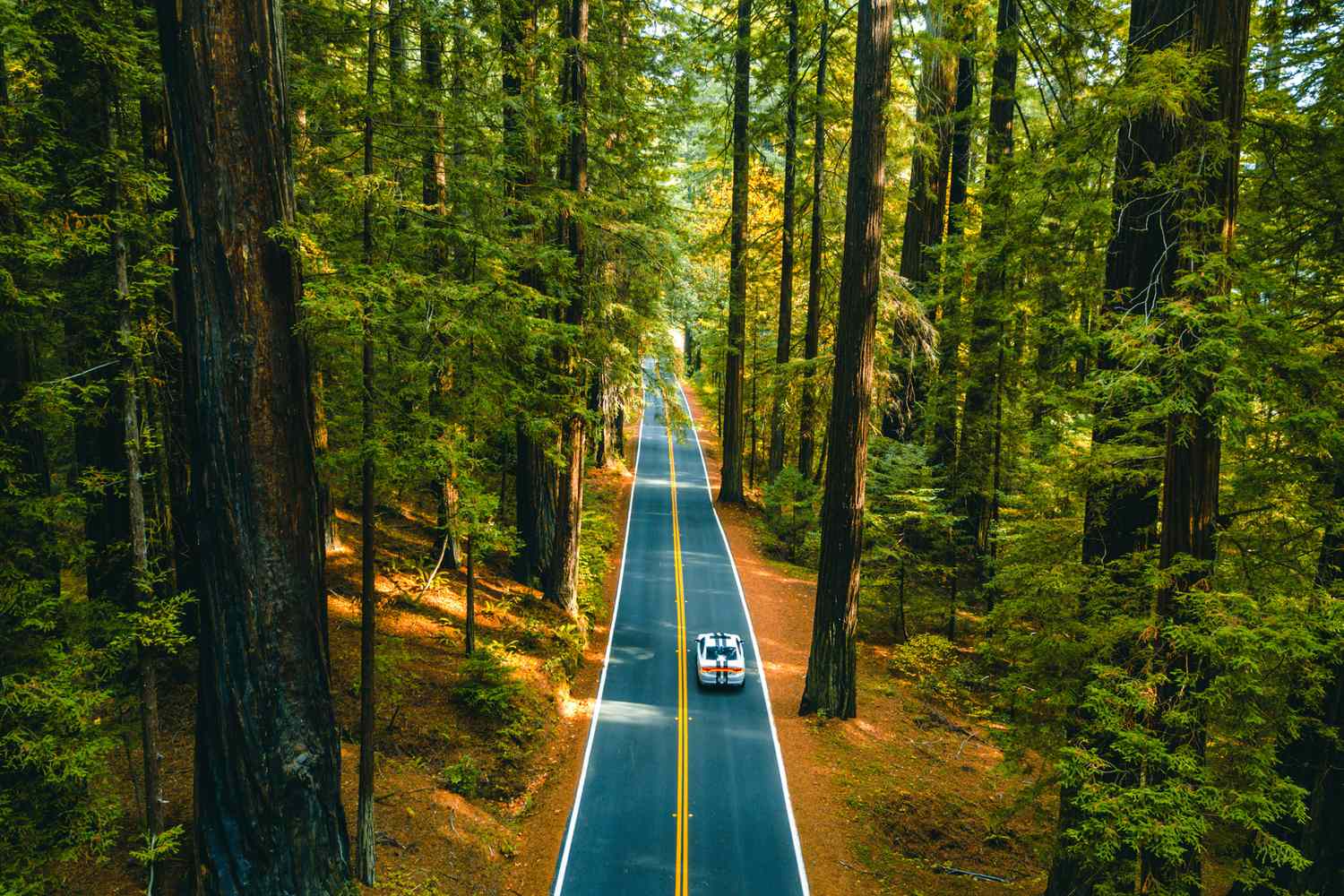 1500x1000 The Essential Guide to California's Avenue of the Giants