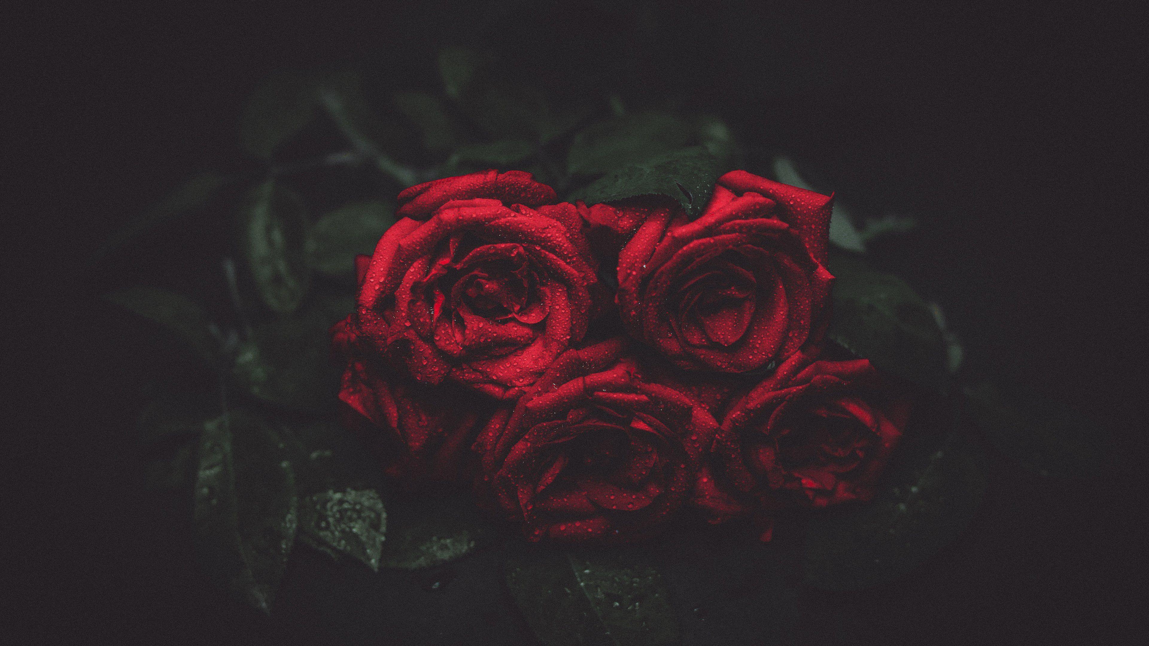 3840x2160 Biểu tượng tình yêu Red Roses Bouquet Hình nền 4k. Hình nền UHD