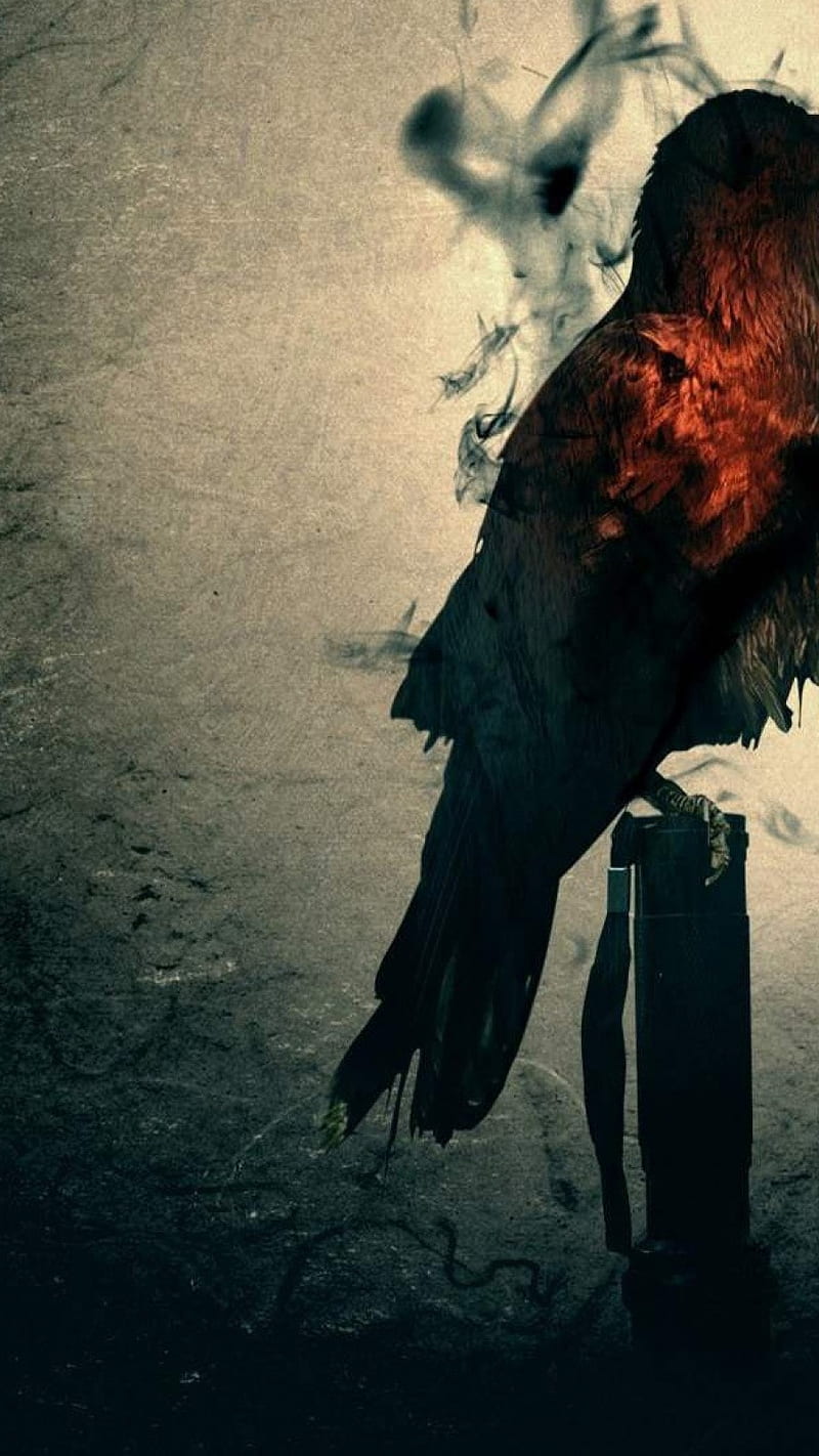 800x1422 Alan Wake, alan wake, bird, HD phone wallpaper