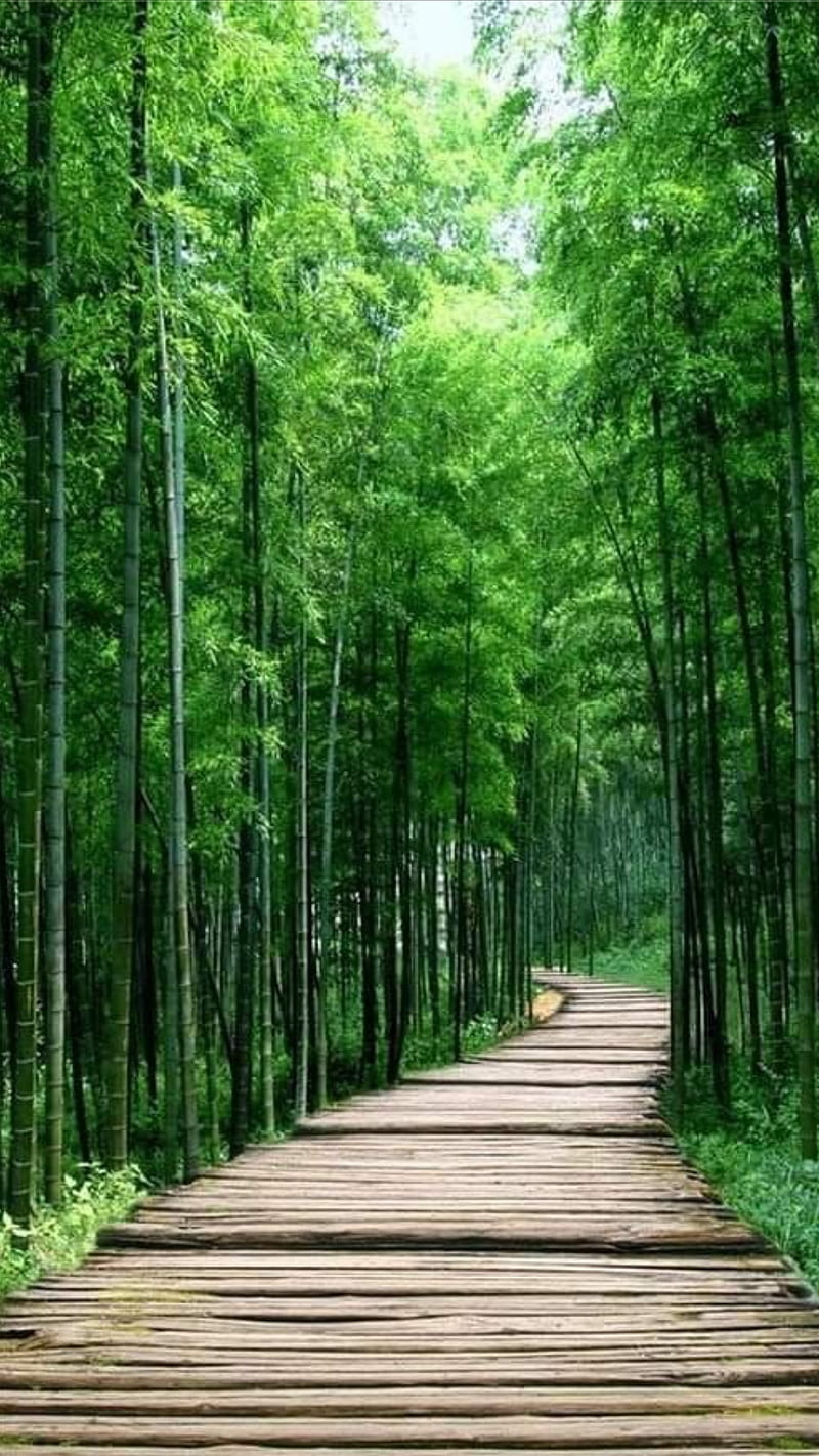 800x1422 Zen To Zen, bamboo, forest, green, mystic, path, HD phone wallpaper