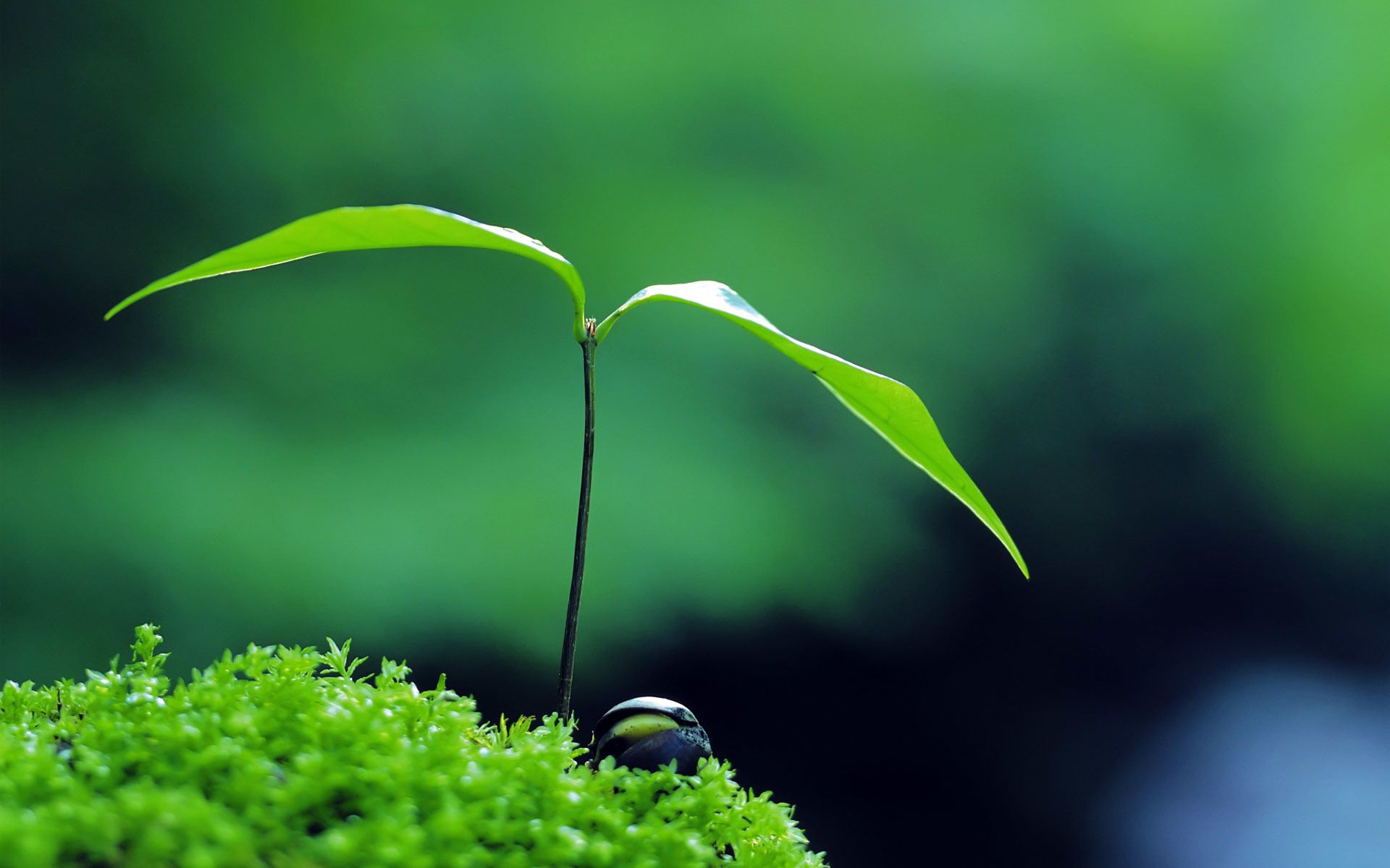 1920x1200 Wallpaper green, nature, plant, zen for mobile and desktop, section природа, resolution 1920x1200