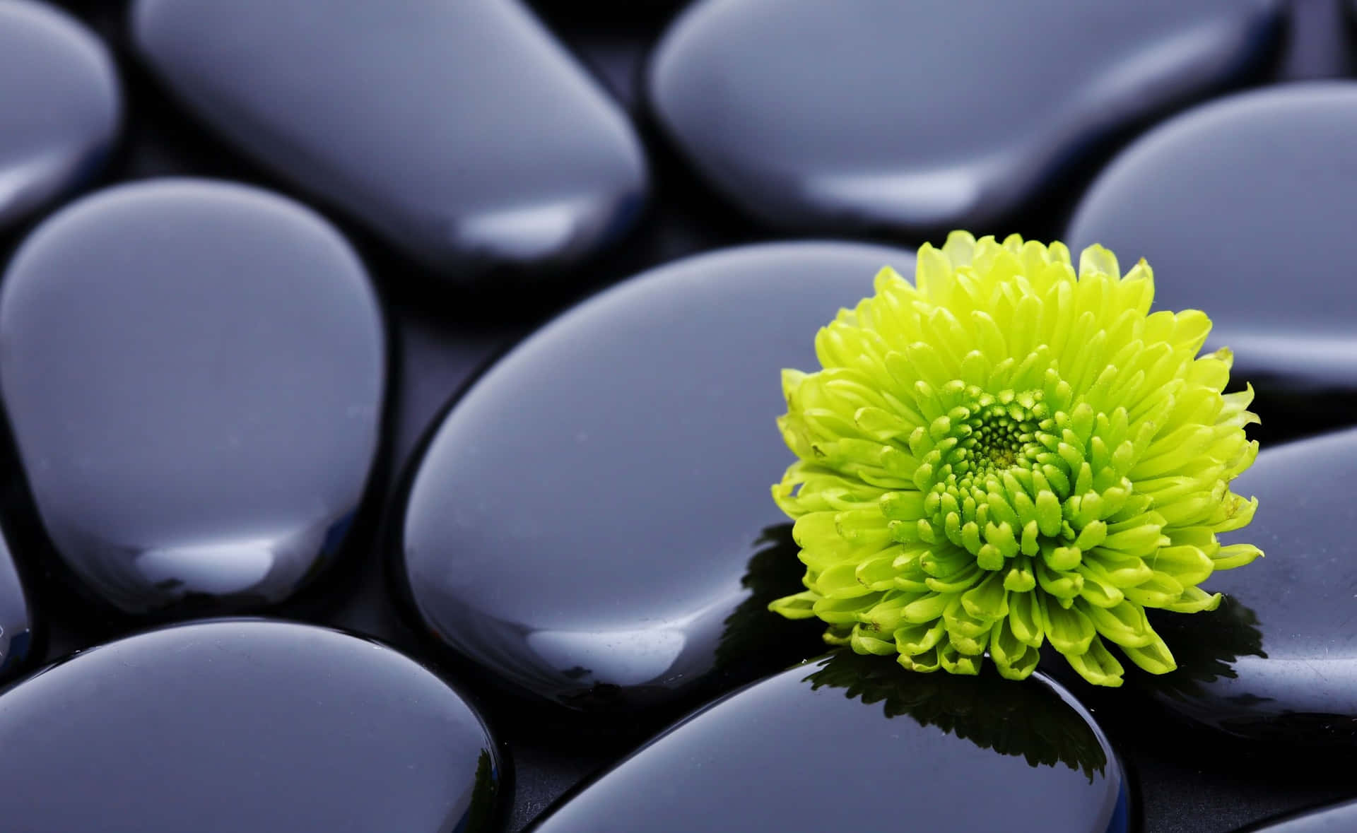 1920x1179 Download Zen Desktop Green Flower With Glossy Stones Wallpaper