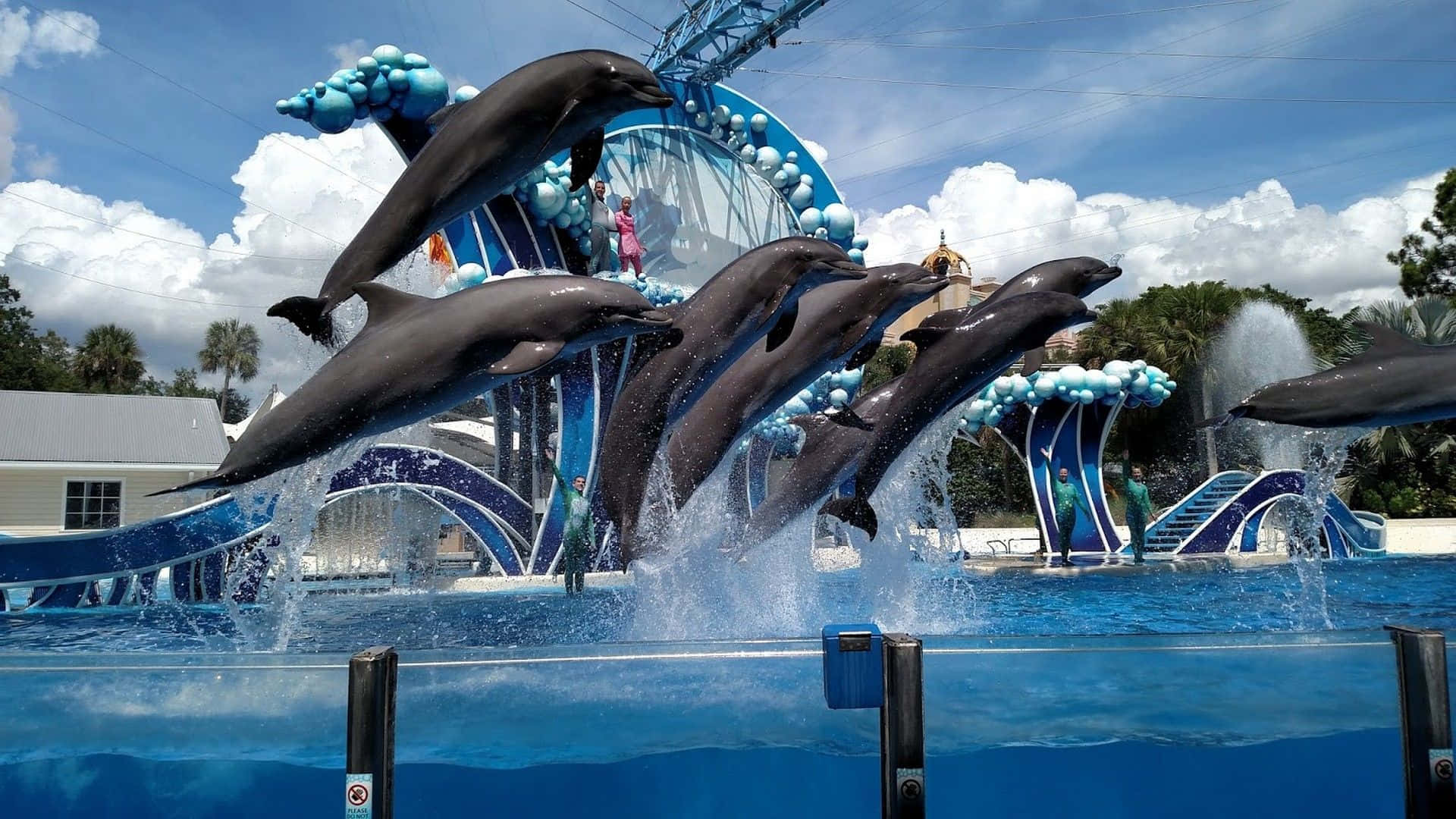 1920x1080 Download Take a dive with the dolphins