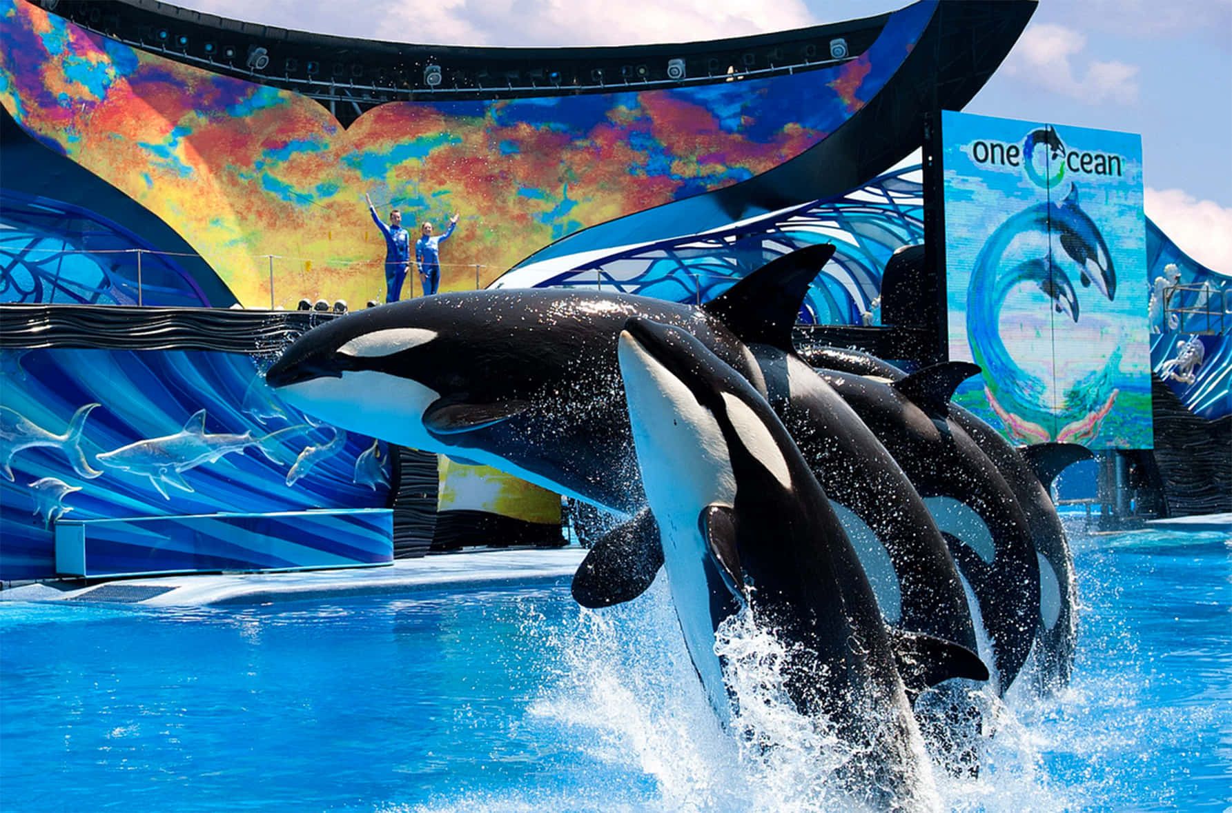1785x1179 Download “Diving In To Explore Seaworld”