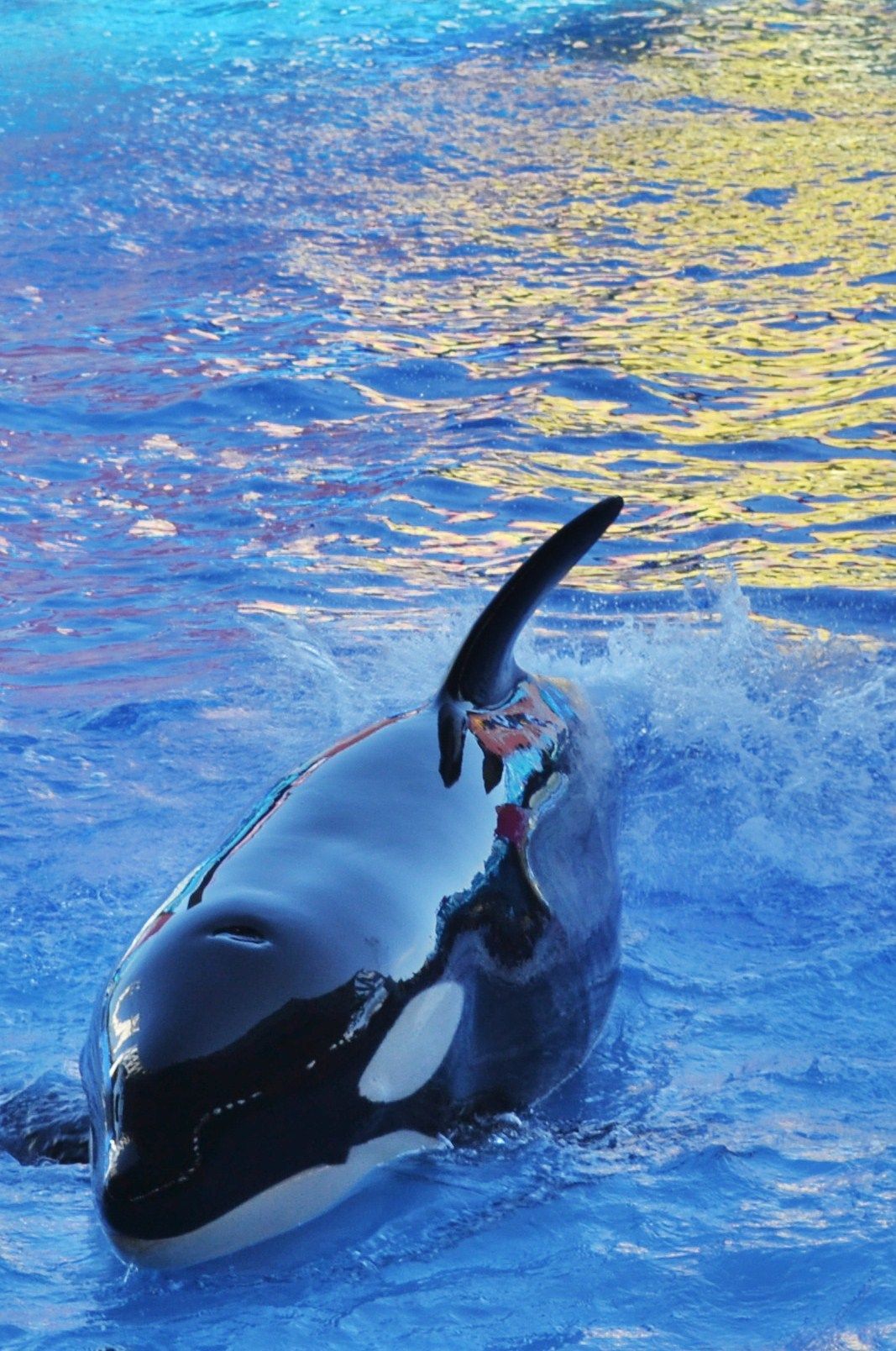 1067x1608 Sea World ideas. sea world, seaworld orlando, seaworld san diego
