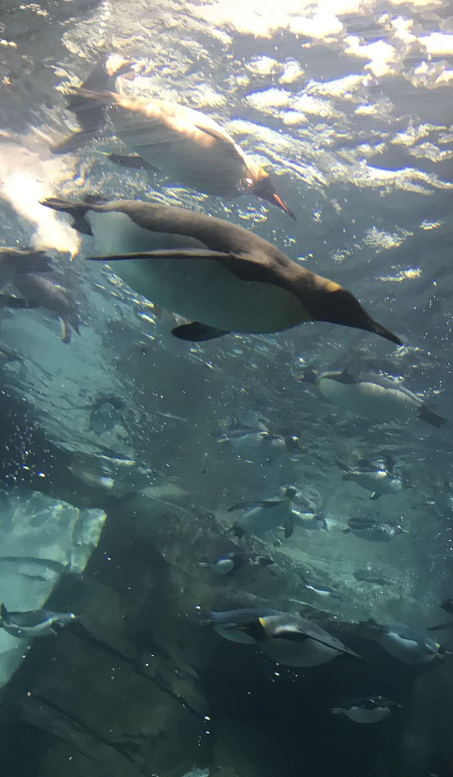 910x1559 Seaworld orlando 1080P, 2K, 4K, 5K HD wallpaper free download