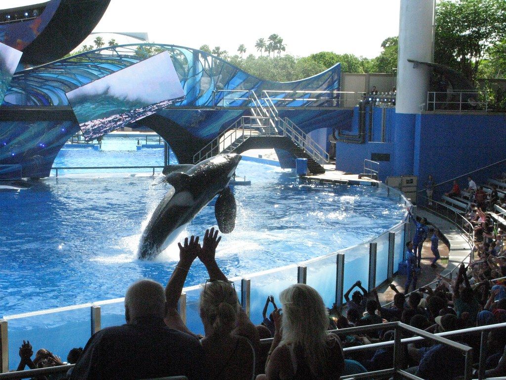 1024x768 One Ocean debut at SeaWorld Orlando. Inside the Magic