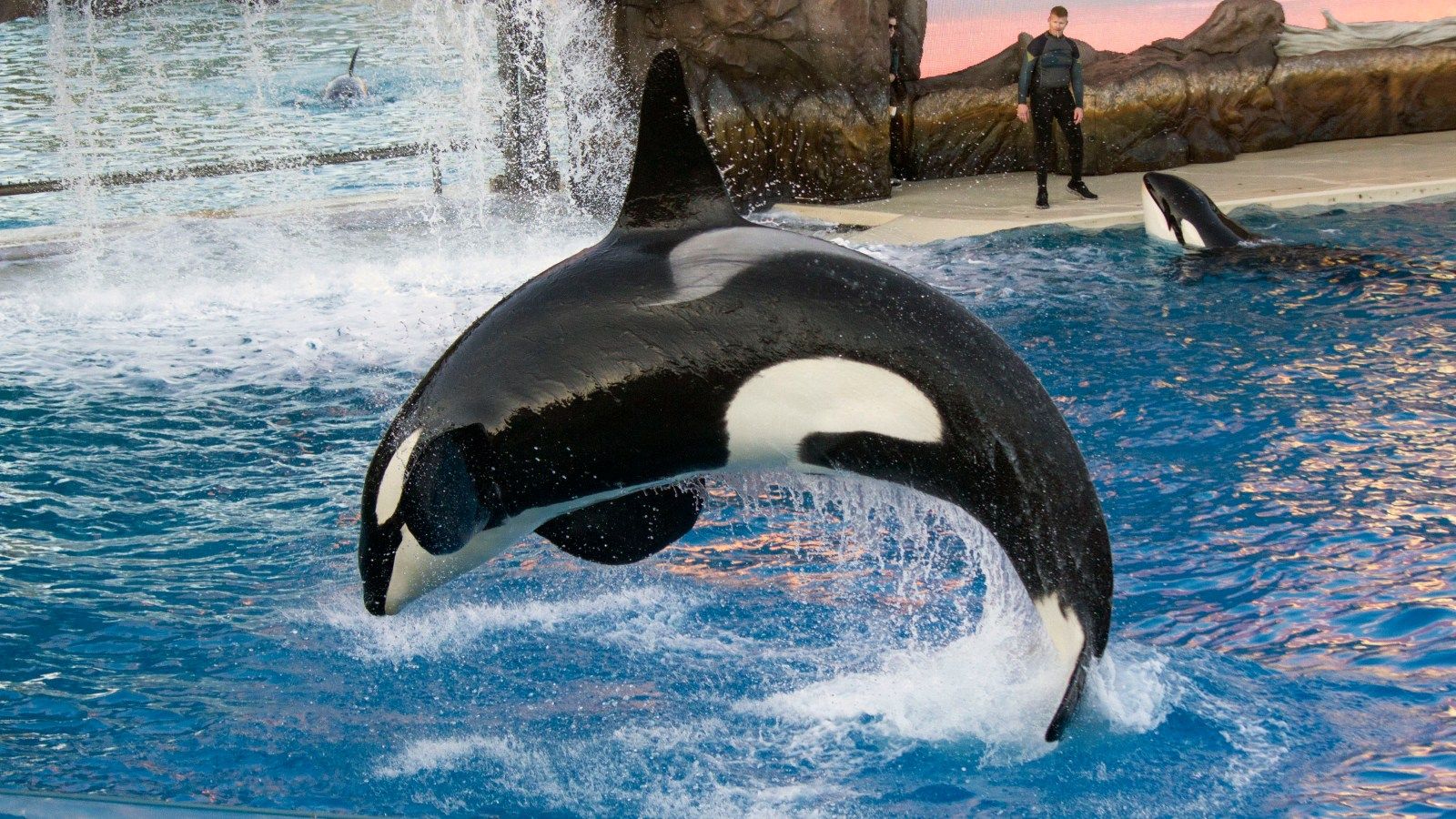 1600x900 SeaWorld San Diego rebounds from years of attendance declines with a 20 percent boost in visitors in 2018