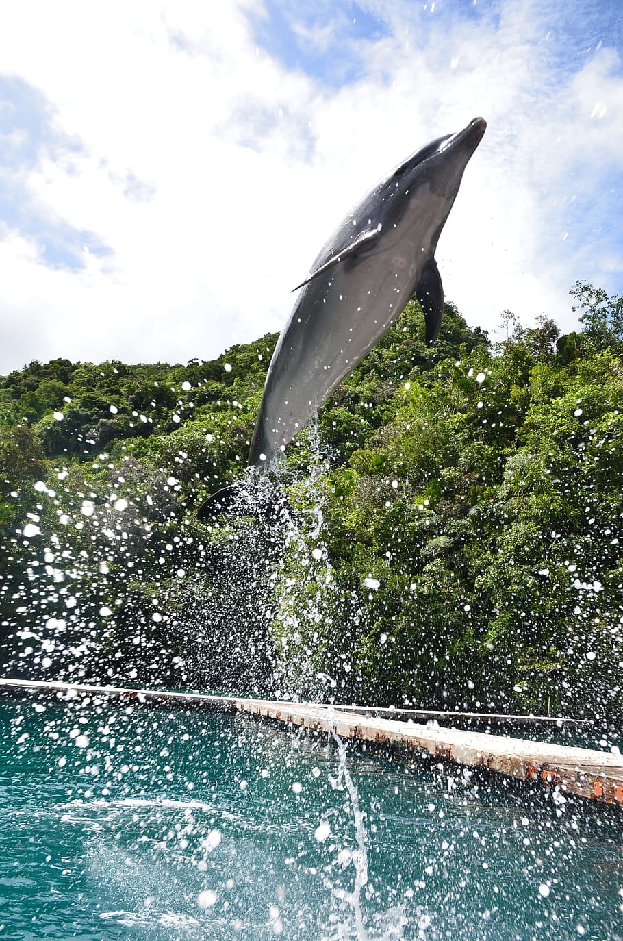 910x1374 Seaworld 1080P, 2K, 4K, 5K HD wallpaper free download