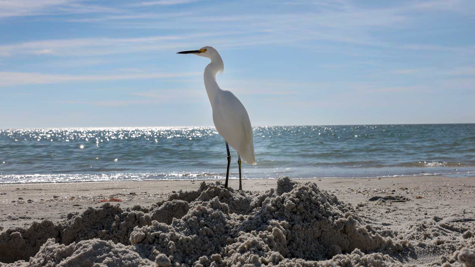 1600x900 Something startling is happening in the Gulf of Mexico Yale Climate Connections